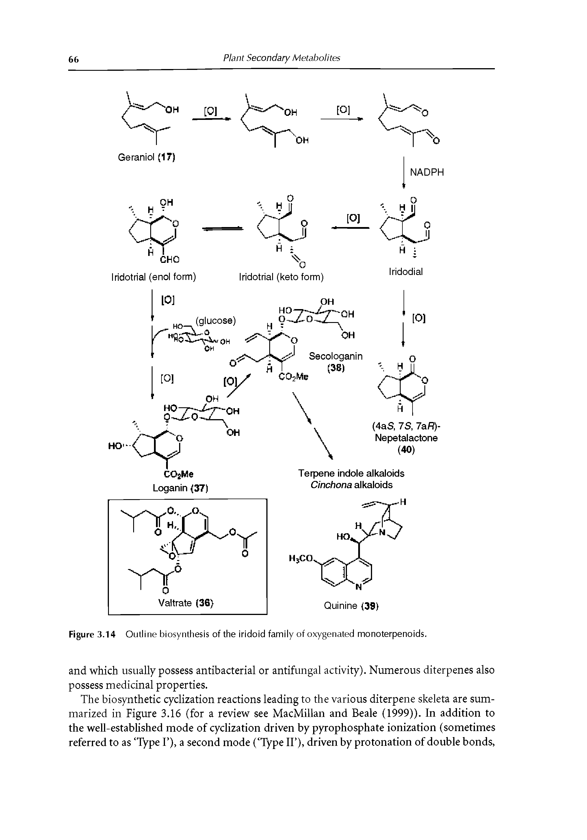 Figure 3.14 Outline biosynthesis of the iridoid family of oxygenated monoterpenoids.