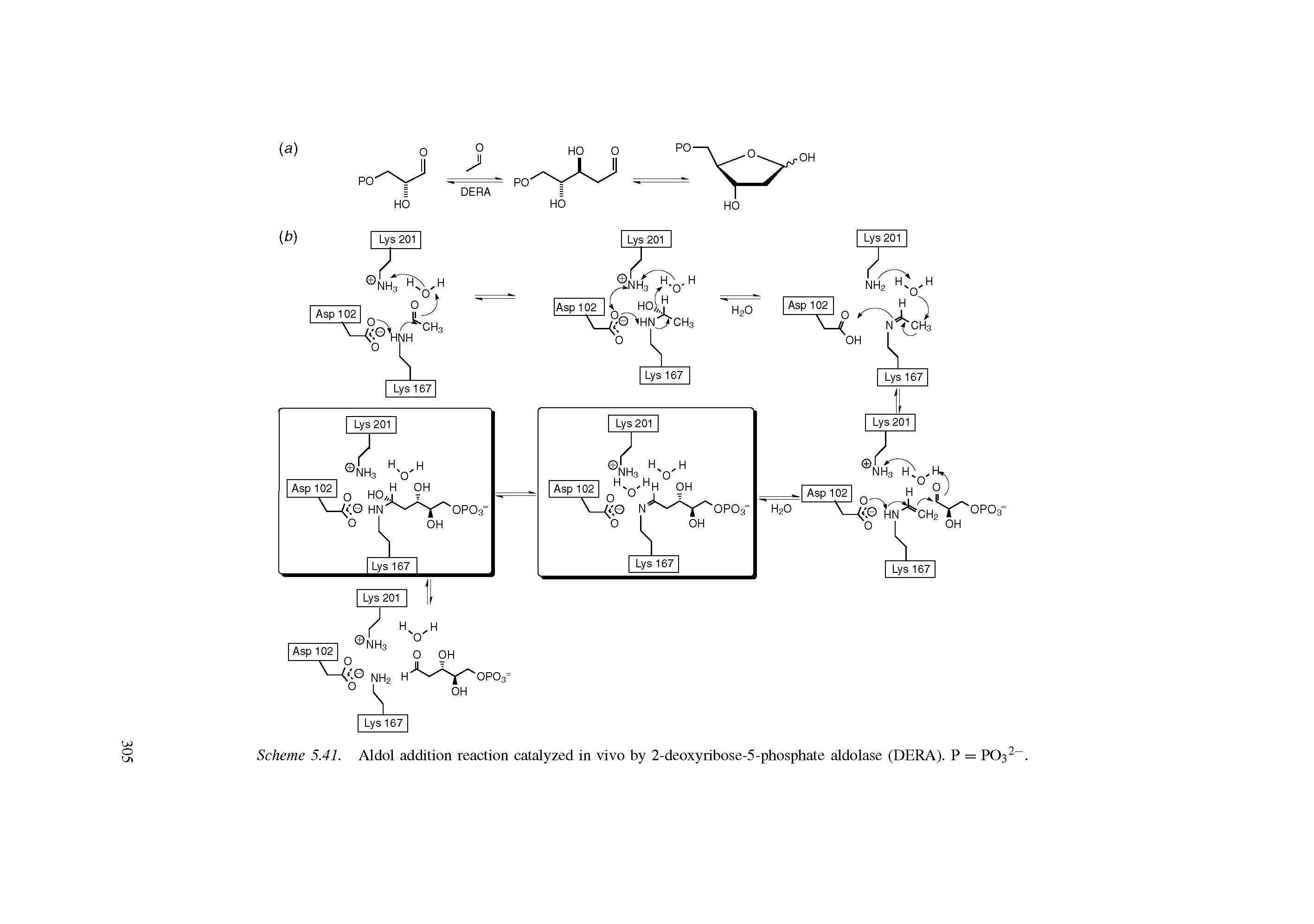 Scheme 5.41. Aldol addition reaction catalyzed in vivo by 2-deoxyribose-5-phosphate aldolase (DERA). P = PO32. ...