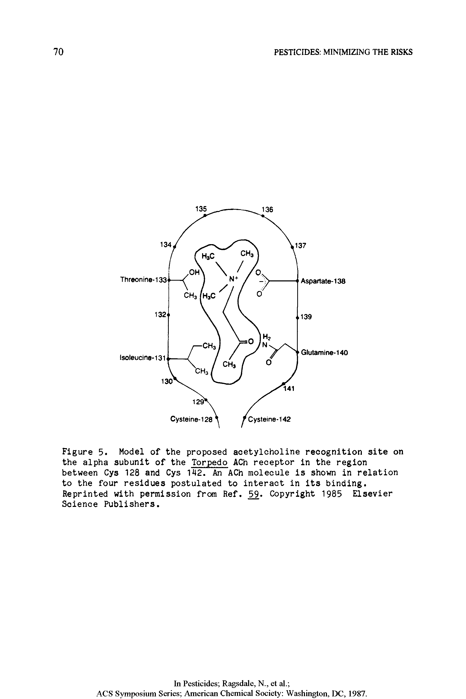 Figure 5. Model of the proposed acetylcholine recognition site on the alpha subunit of the Torpedo ACh receptor in the region between Cys 128 and Cys 142. An ACh molecule is shown in relation to the four residues postulated to interact in its binding. Reprinted with permission from Ref. 9. Copyright 1985 Elsevier Science Publishers.