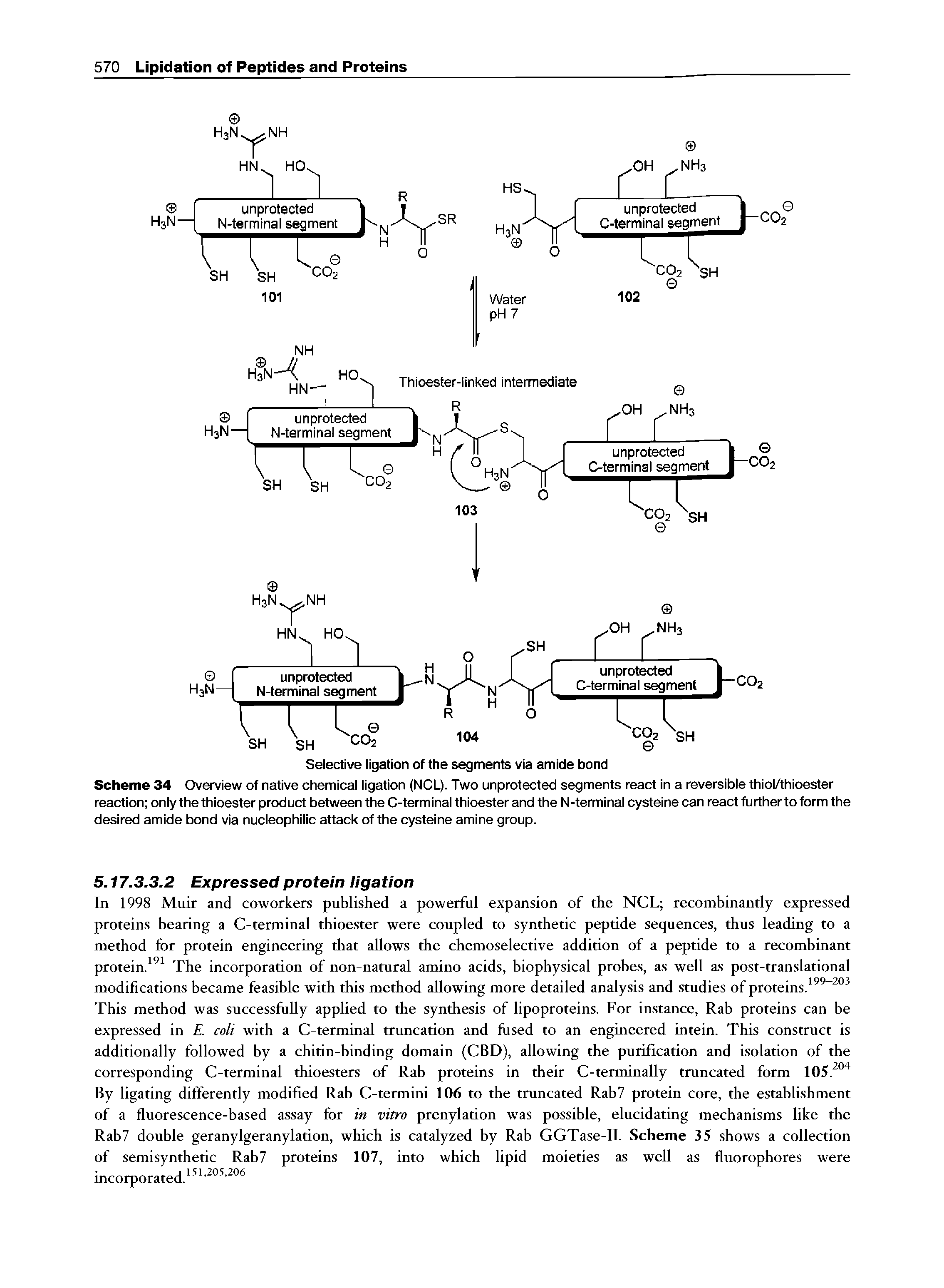 Scheme 34 Overview of native chemical ligation (NCL). Two unprotected segments react in a reversible thiol/thioester reaction only the thioester product between the C-terminal thioester and the N-terminal cysteine can react further to form the desired amide bond via nucleophilic attack of the cysteine amine group.