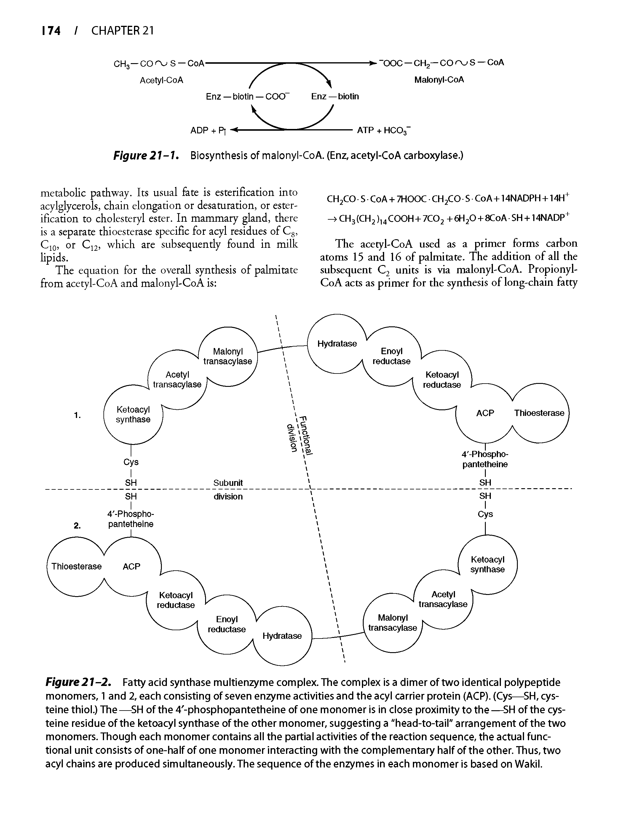 Figure 21-2. Fatty acid synthase multienzyme complex. The complex is a dimer of two identical polypeptide monomers, 1 and 2, each consisting of seven enzyme activities and the acyl carrier protein (ACP). (Cys— SH, cysteine thiol.) The— SH of the 4 -phosphopantetheine of one monomer is in close proximity to the— SH of the cysteine residue of the ketoacyl synthase of the other monomer, suggesting a "head-to-tail" arrangement of the two monomers. Though each monomer contains all the partial activities of the reaction sequence, the actual functional unit consists of one-half of one monomer interacting with the complementary half of the other. Thus, two acyl chains are produced simultaneously. The sequence of the enzymes in each monomer is based on Wakil.