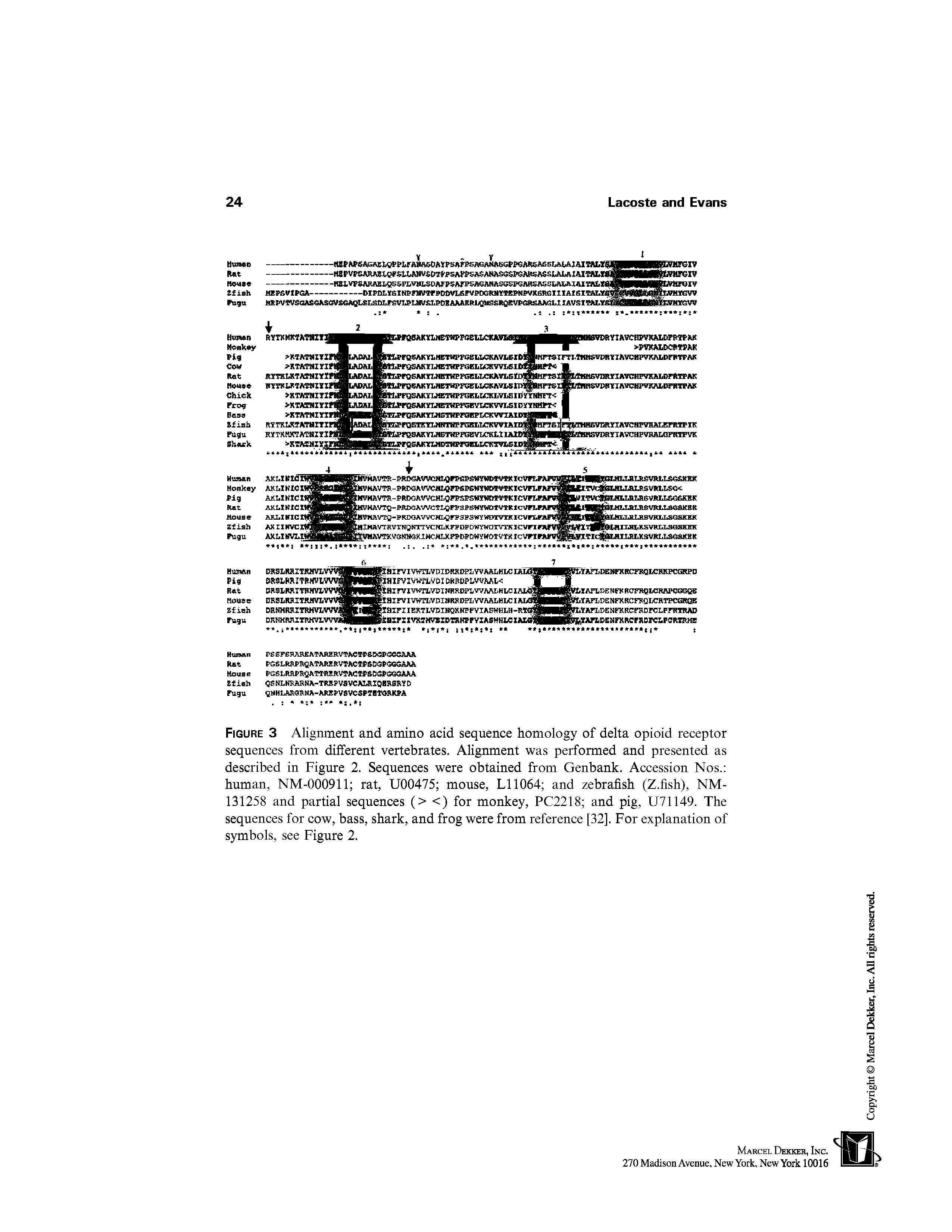 Figure 3 Alignment and amino acid sequence homology of delta opioid receptor sequences from different vertebrates. Alignment was performed and presented as described in Figure 2. Sequences were obtained from Genbank. Accession Nos. human, NM-000911 rat, U00475 mouse, LI 1064 and zebrafish (Z.fish), NM-131258 and partial sequences (> <) for monkey, PC2218 and pig, U71149. The sequences for cow, bass, shark, and frog were from reference [32], For explanation of symbols, see Figure 2.