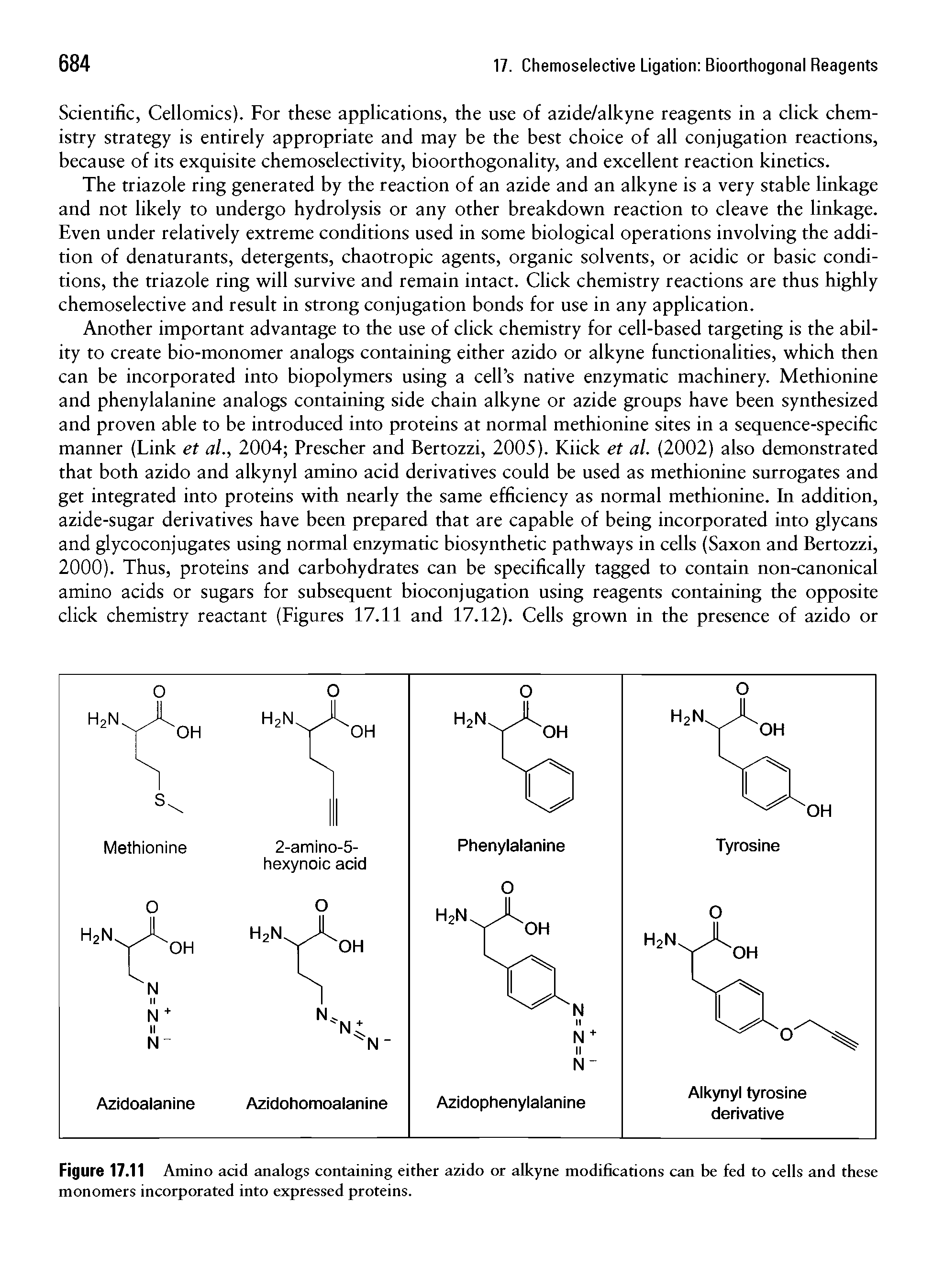 Figure 17.11 Amino acid analogs containing either azido or alkyne modifications can be fed to cells and these monomers incorporated into expressed proteins.