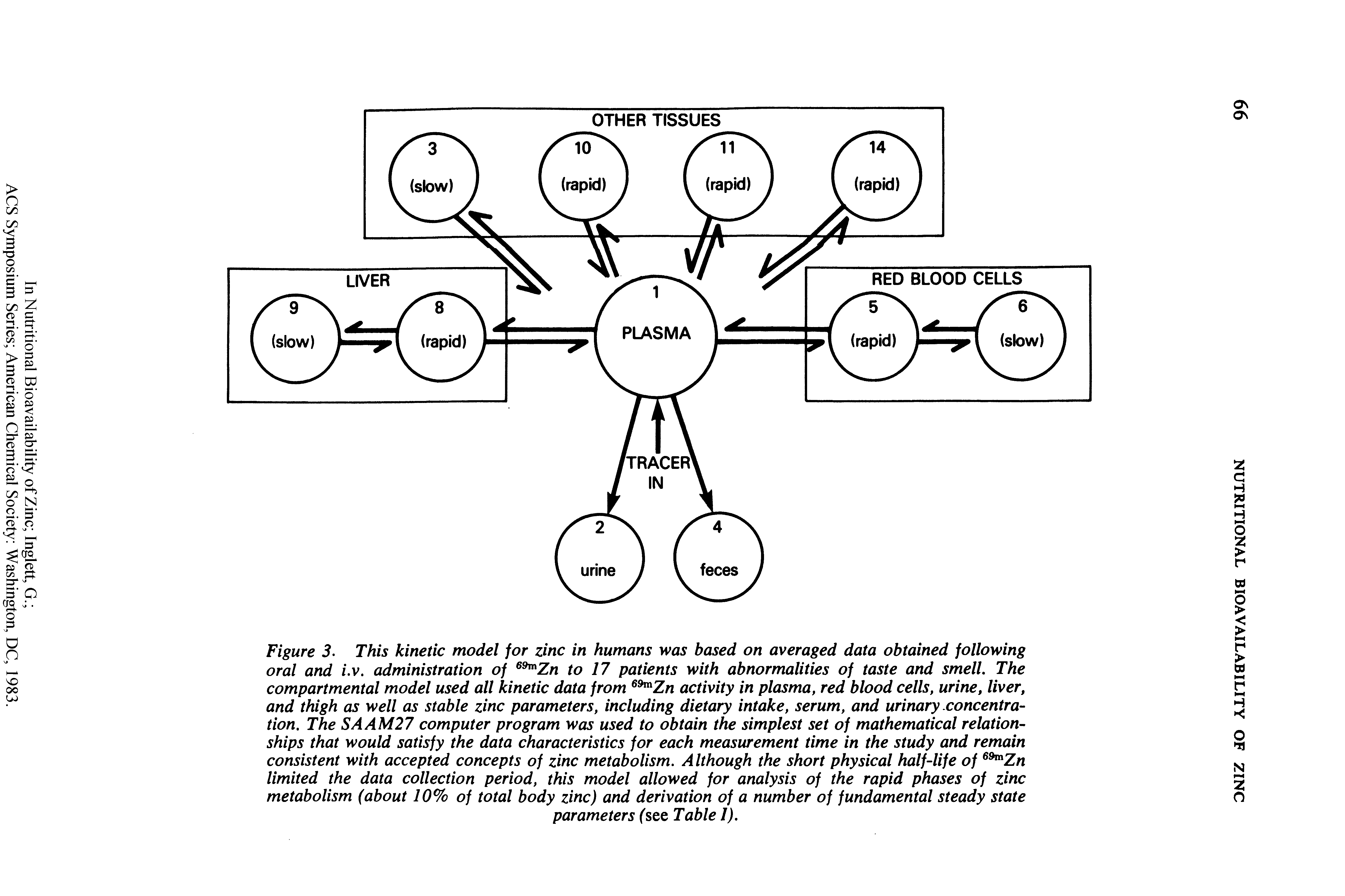 Figure 3. This kinetic model for zinc in humans was based on averaged data obtained following oral and i.v. administration of Zn to 17 patients with abnormalities of taste and smell. The compartmental model used all kinetic data from Zn activity in plasma, red blood cells, urine, liver, and thigh as well as stable zinc parameters, including dietary intake, serum, and urinary concentration. The SAAM27 computer program was used to obtain the simplest set of mathematical relationships that would satisfy the data characteristics for each measurement time in the study and remain consistent with accepted concepts of zinc metabolism. Although the short physical half-life of Zn limited the data collection period, this model allowed for analysis of the rapid phases of zinc metabolism (about 10% of total body zinc) and derivation of a number of fundamental steady state...