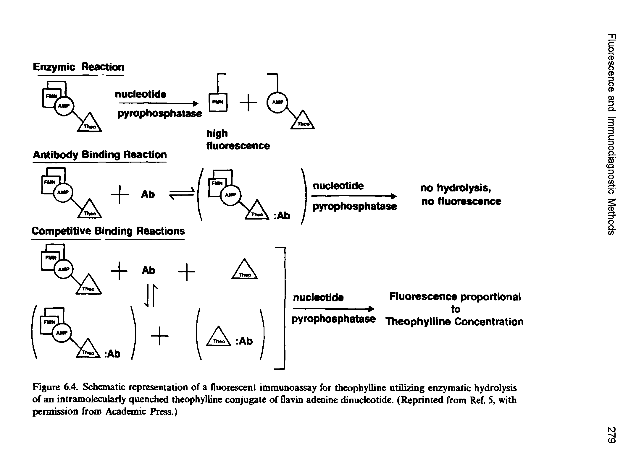 Figure 6.4. Schematic representation of a fluorescent immunoassay for theophylline utilizing enzymatic hydrolysis of an intramolecularly quenched theophylline conjugate of flavin adenine dinucleotide. (Reprinted from Ref. 5, with permission from Academic Press.)...