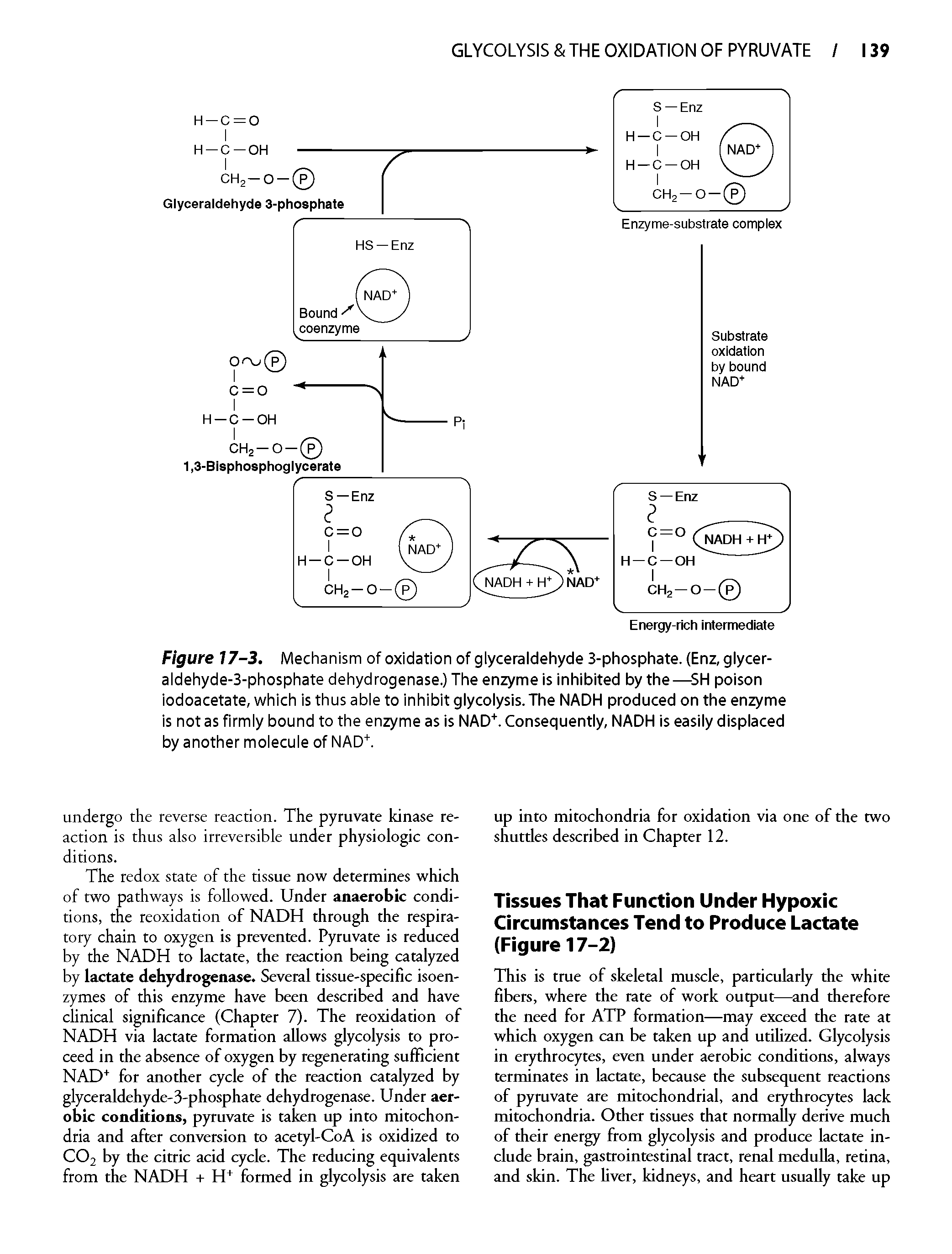 Figure 17-3. Mechanism of oxidation of giyceraldehyde 3-phosphate. (Enz, glycer-aldehyde-3-phosphate dehydrogenase.) The enzyme is inhibited by the— 5H poison iodoacetate, which is thus abie to inhibit glycolysis. The NADH produced on the enzyme is not as firmly bound to the enzyme as is NAD. Consequently, NADH is easily displaced by another molecule of NAD". ...