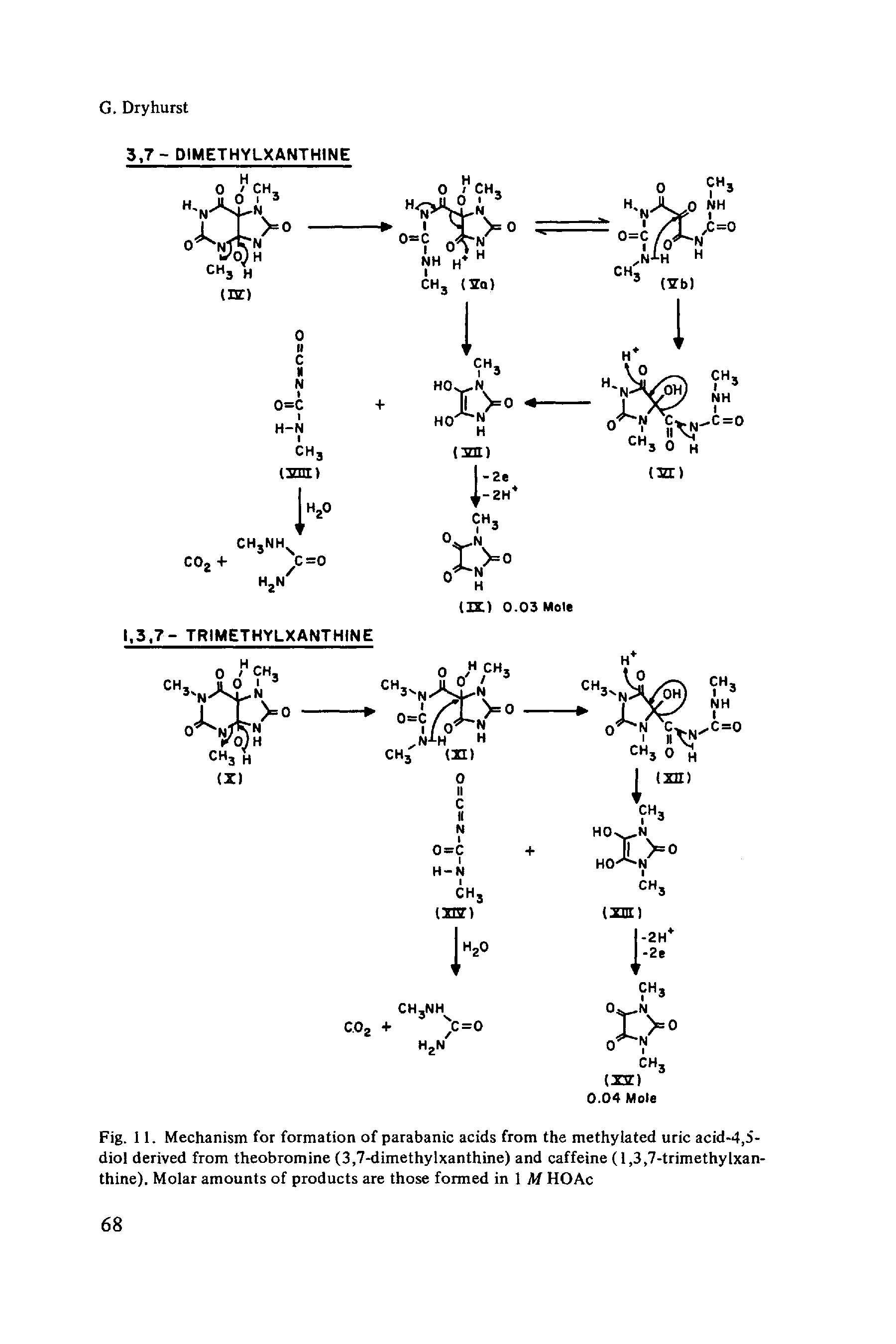Fig. 11. Mechanism for formation of parabanic acids from the methylated uric acid-4,5-diol derived from theobromine (3,7-dimethylxanthine) and caffeine (1,3,7-trimethylxan-thine). Molar amounts of products are those formed in 1 M HOAc...