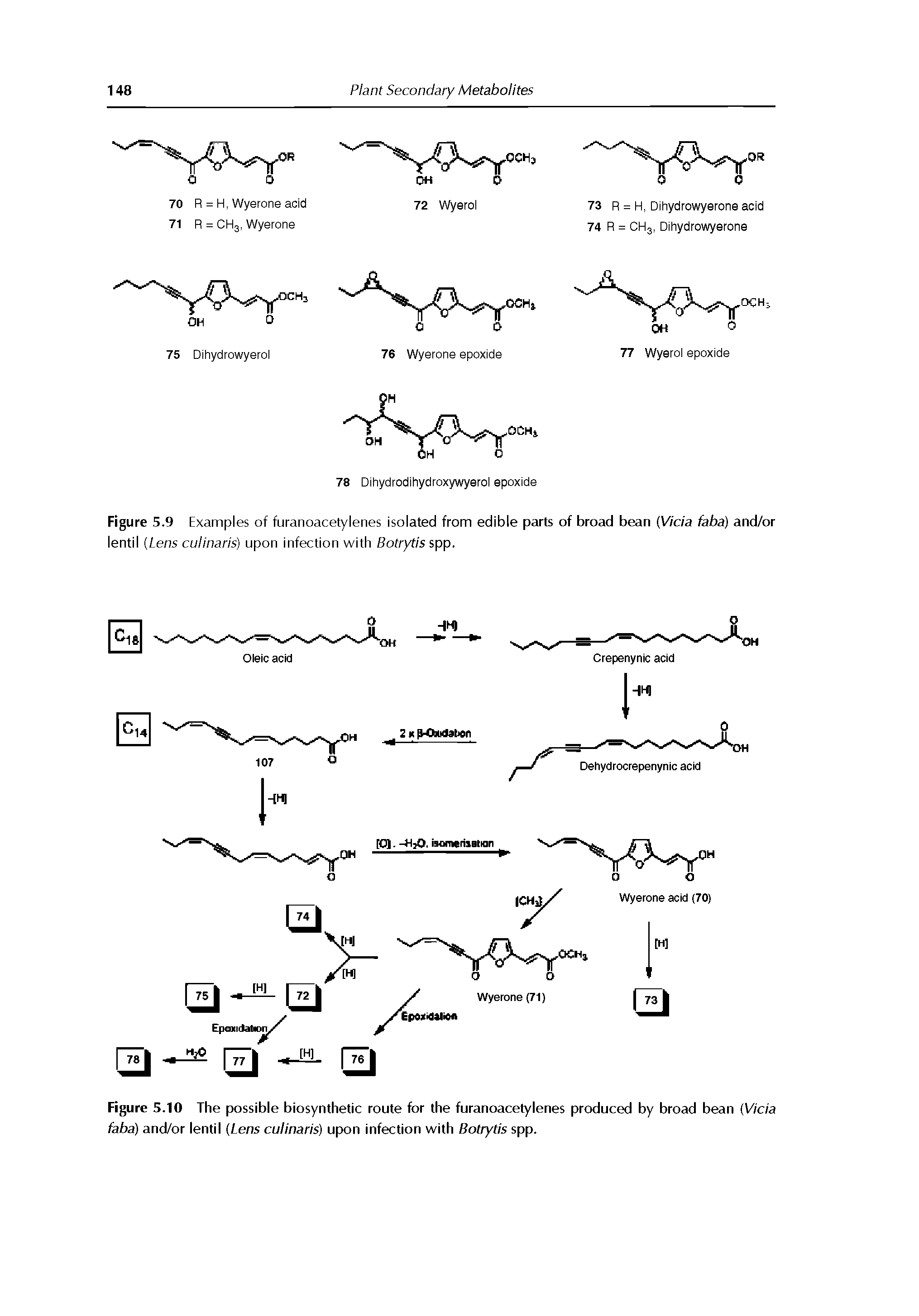 Figure 5.9 Examples of furanoacetylenes isolated from edible parts of broad bean (V/c/a faba) and/or lentil [Lens culinaris) upon infection with Botrytis spp.