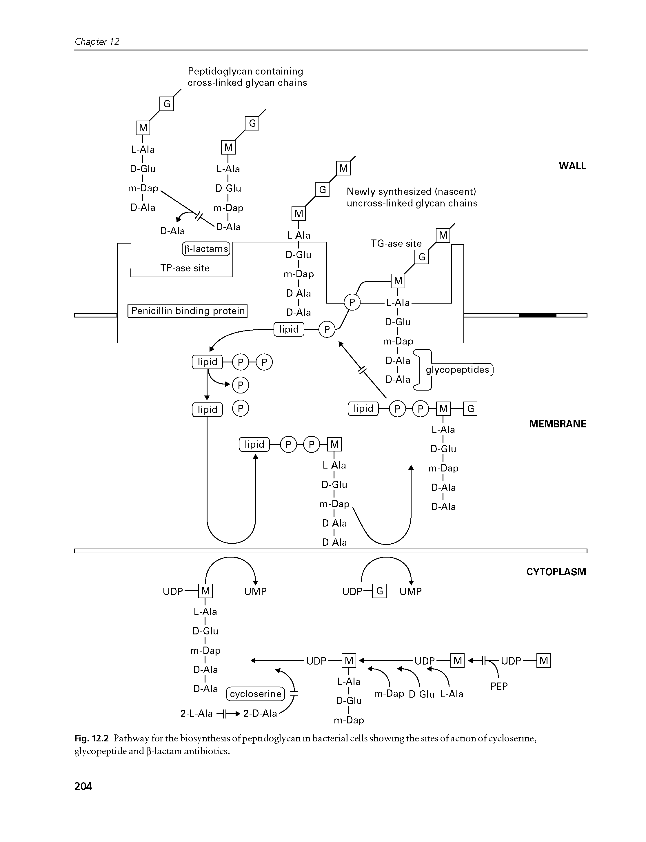 Fig. 12.2 Pathway for the biosynthesis of peptidoglycan in bacterial cells showing the sites of action of cycloserine, glycopeptide and p-lactam antibiotics.
