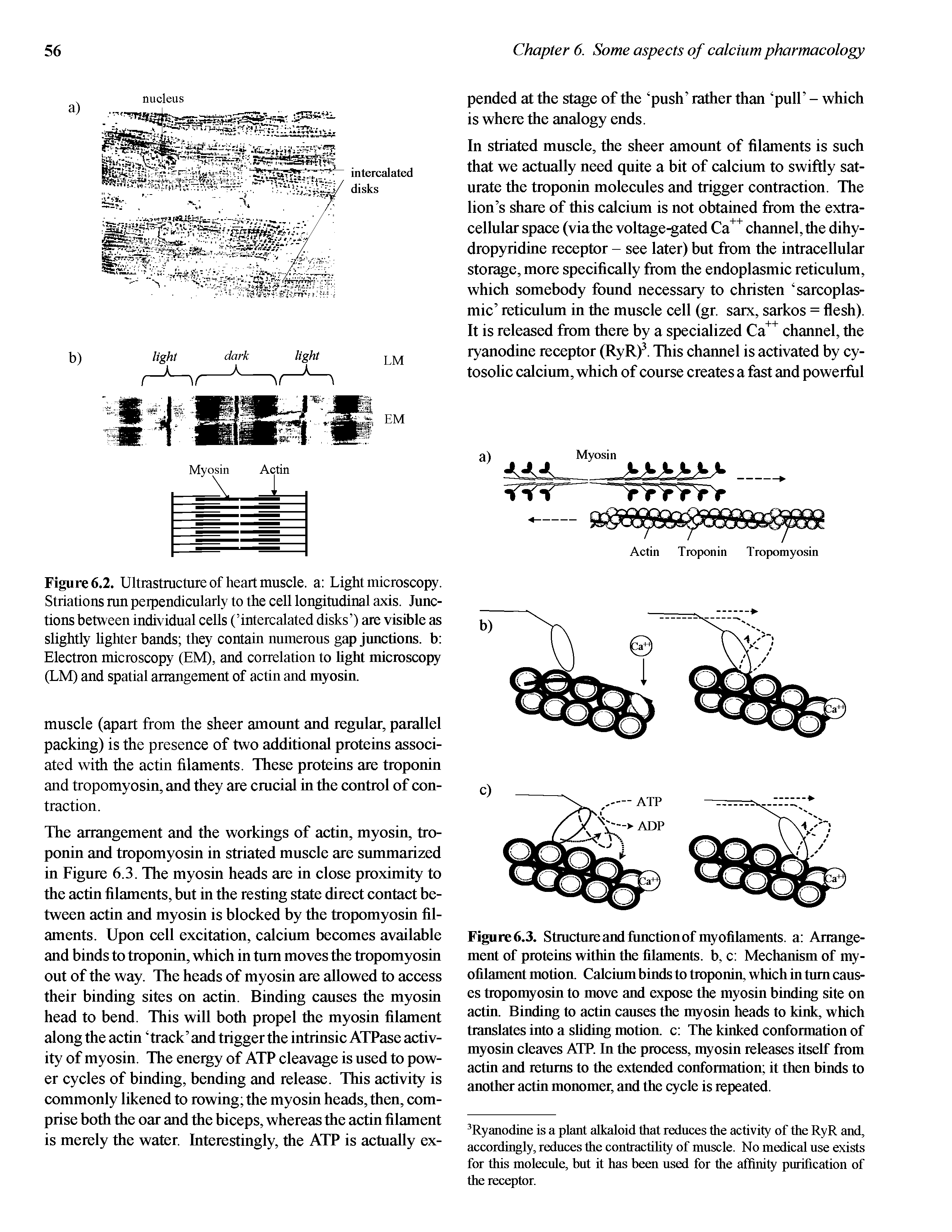 Figure 6.3. Stractuie and function of myofilaments, a Arrangement of proteins within the filaments, b, c Mechanism of myofilament motion. Calcium binds to troponin, which in tnm causes tropomyosin to move and expose the myosin binding site on actin. Binding to actin canses the myosin heads to kink, which translates into a sliding motion, c The kinked conformation of myosin cleaves ATP. In the process, myosin releases itself from actin and letnms to the extended conformation it then binds to another actin monomer, and the cycle is repeated.