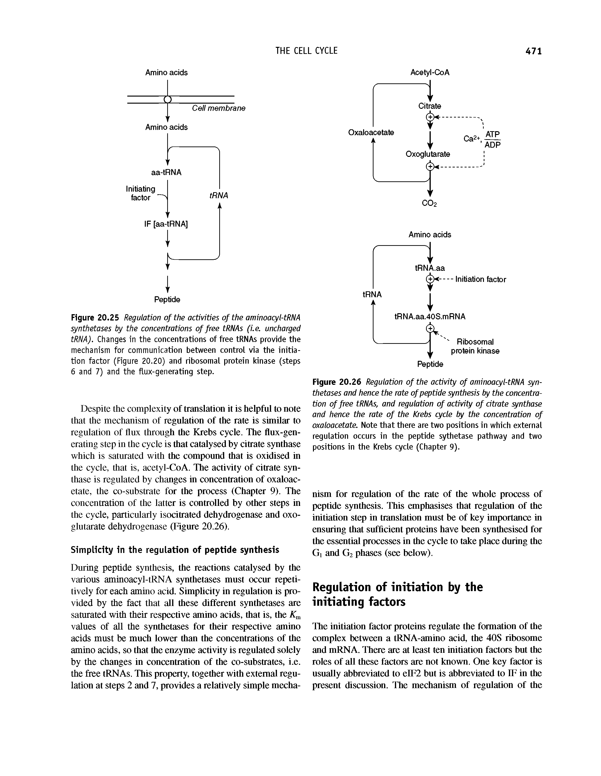 Figure 20.25 Regulation of the activities of the aminoacyl-tRNA synthetases by the concentrations of free tRNAs (i.e. uncharged tRNA). Changes in the concentrations of free tRNAs provide the mechanism for communication between control via the initiation factor (Figure 20.20) and ribosomal protein kinase (steps 6 and 7) and the flux-generating step.