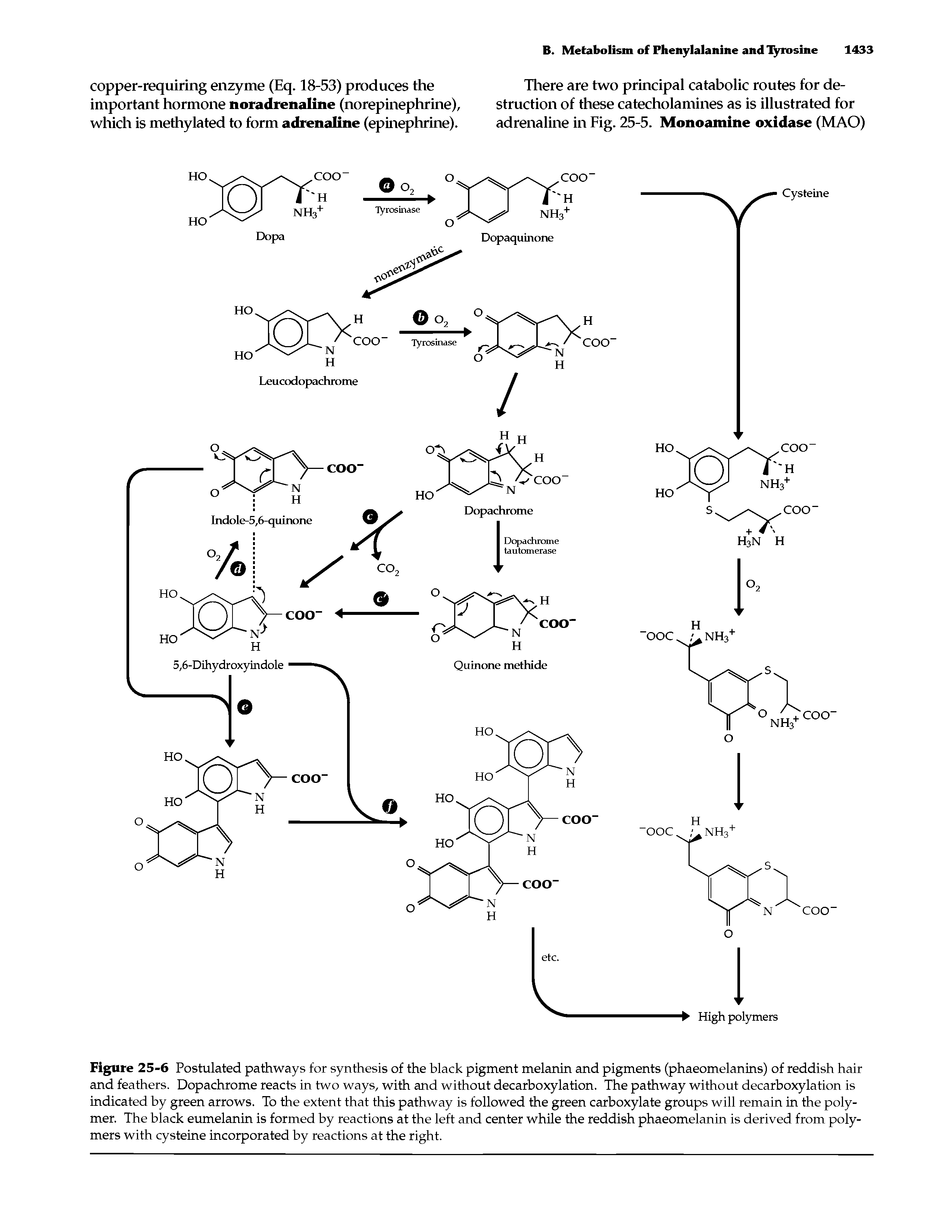 Figure 25-6 Postulated pathways for synthesis of the black pigment melanin and pigments (phaeomelanins) of reddish hair and feathers. Dopachrome reacts in two ways, with and without decarboxylation. The pathway without decarboxylation is indicated by green arrows. To the extent that this pathway is followed the green carboxylate groups will remain in the polymer. The black eumelanin is formed by reactions at the left and center while the reddish phaeomelanin is derived from polymers with cysteine incorporated by reactions at the right.