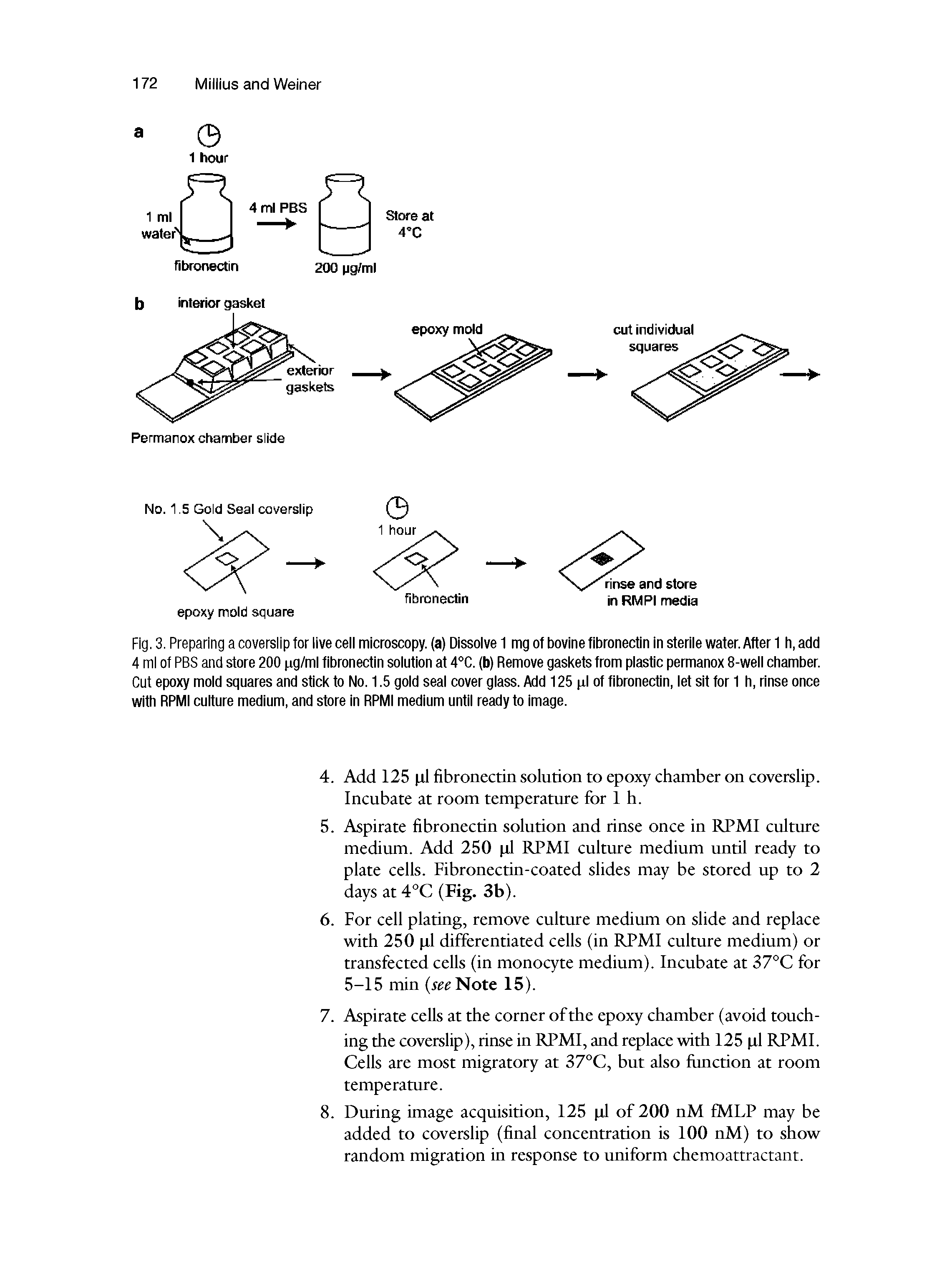 Fig. 3. Preparing a coverslip for live cell microscopy, (a) Dissolve 1 mg of bovine fibronectin In sterile water. After 1 h, add 4 ml of PBS and store 200 pg/ml fibronectin solution at 4°C. (b) Remove gaskets trom plastic permanox 8-well chamber. Cut epoxy mold squares and stick to No. 1.5 gold seal cover glass. Add 125 pi ot tibronectin, let sit for 1 h, rinse once with RPMI culture medium, and store In RPMI medium until ready to Image.