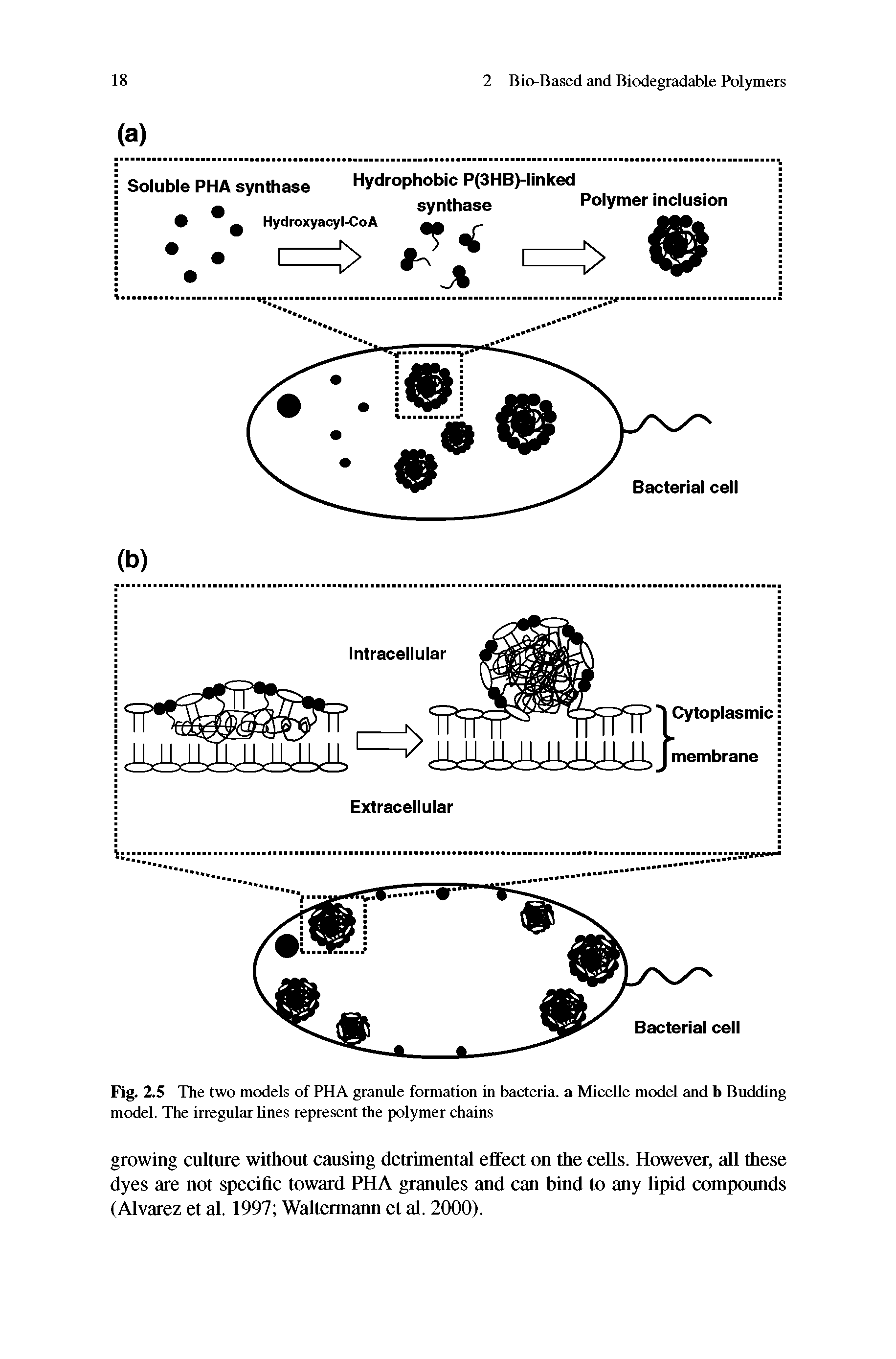 Fig. 2.5 The two models of PHA granule formation in bacteria, a Micelle model and b Budding model. The irregular lines represent the polymer chains...
