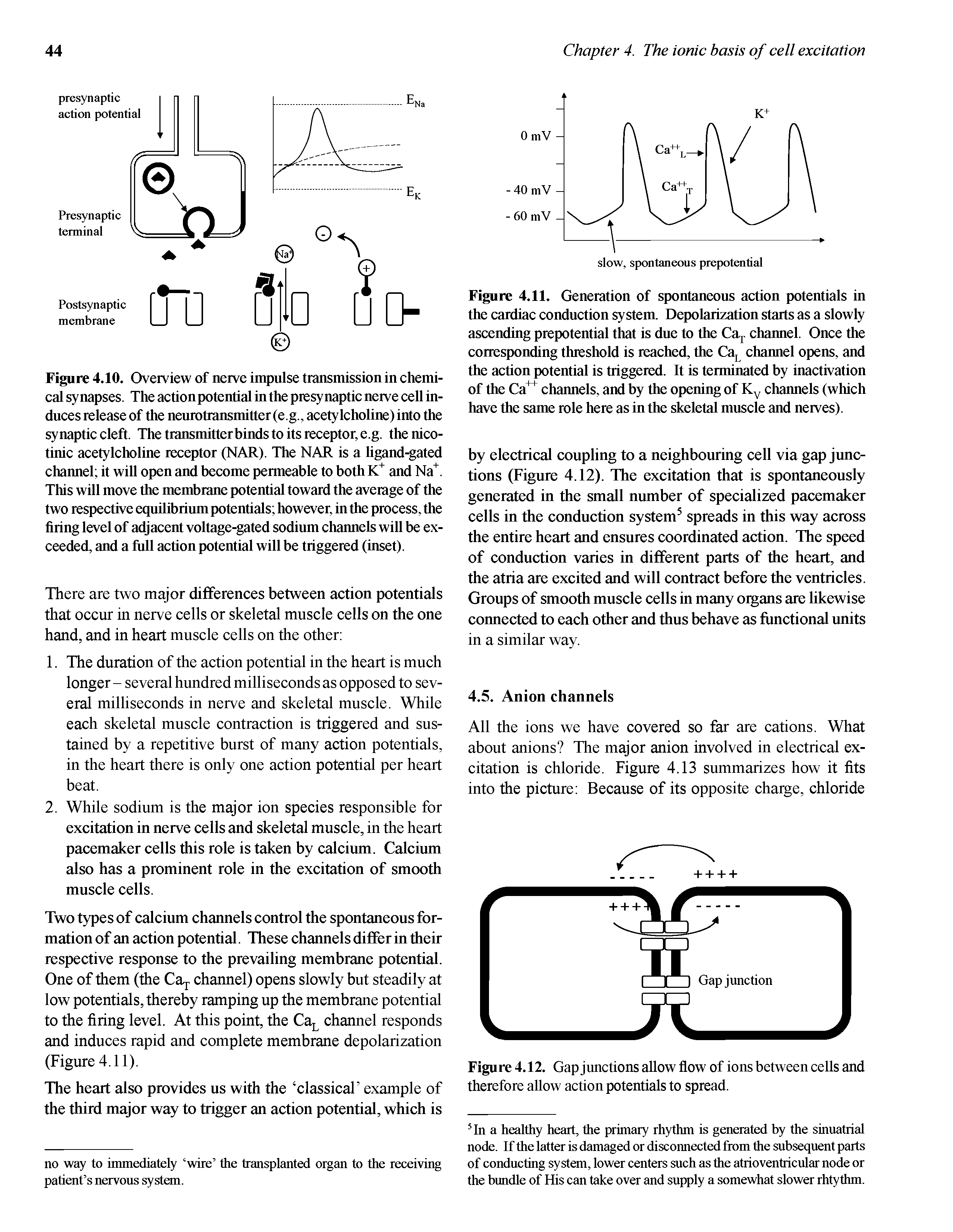 Figure 4.10. Overview of nerve impulse transmission in chemical synapses. The action potential in the presynaptic nerve cell induces release of the nemotransmitter (e.g., acetylcholine) into the synaptic cleft. The transmitter binds to its receptor, e.g. the nicotinic acetylcholine receptor (NAR). The NAR is a hgand-gated channel it will open and become permeable to both and Na. This will move the membrane potential toward the average of the two respective equilibrium potentials however, in the process, the firing level of adjacent voltage-gated sodium charmels will be exceeded, and a full action potential will be triggered (inset).