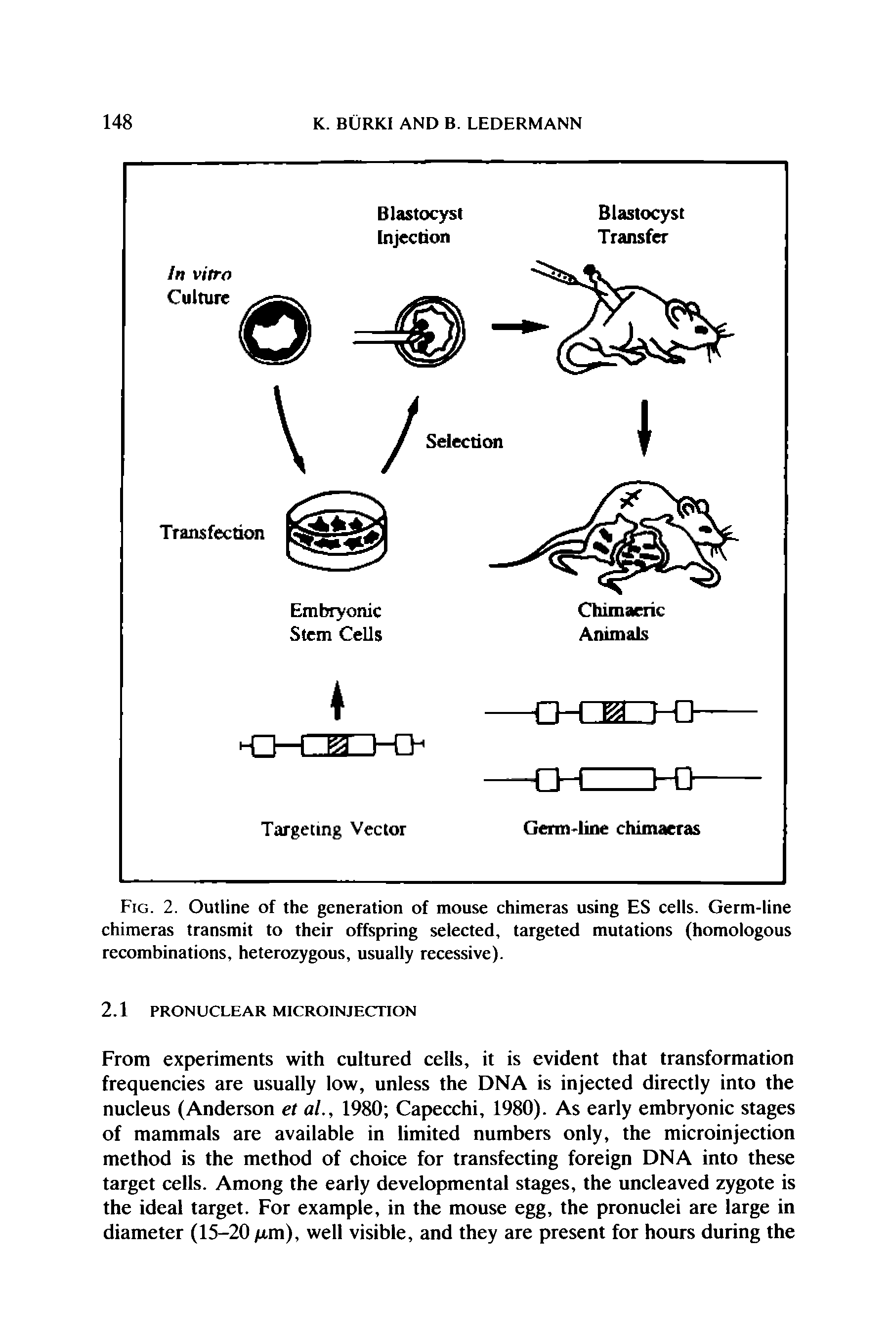 Fig. 2. Outline of the generation of mouse chimeras using ES cells. Germ-line chimeras transmit to their offspring selected, targeted mutations (homologous recombinations, heterozygous, usually recessive).