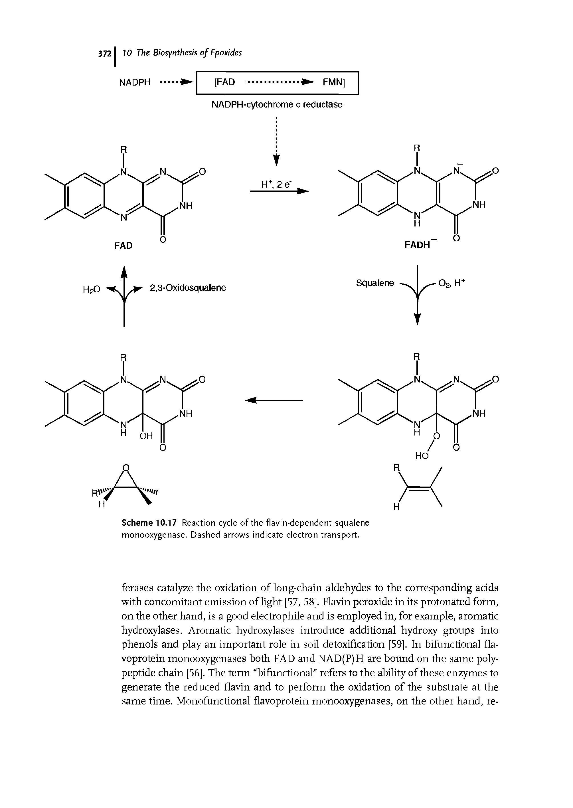 Scheme 10.17 Reaction cycle of the flavin-dependent squalene monooxygenase. Dashed arrows indicate electron transport.