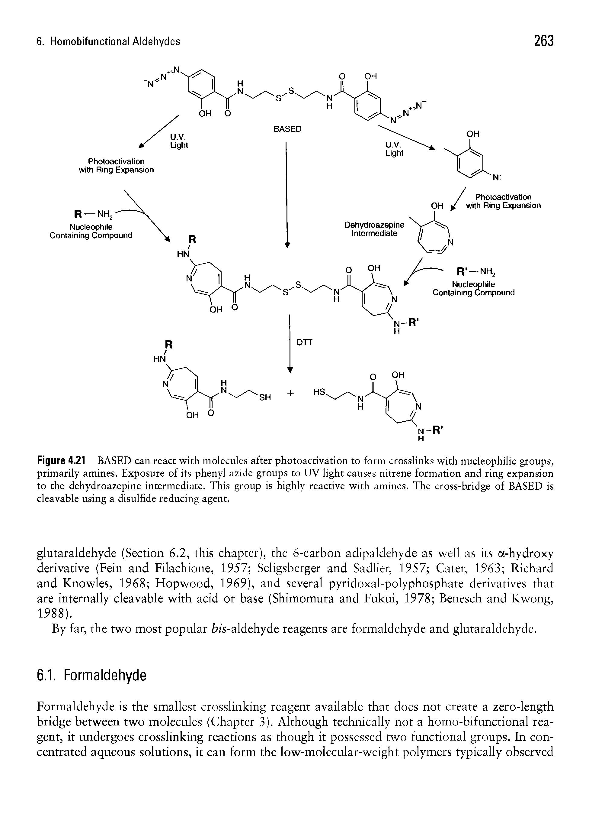 Figure 4.21 BASED can react with molecules after photoactivation to form crosslinks with nucleophilic groups, primarily amines. Exposure of its phenyl azide groups to UV light causes nitrene formation and ring expansion to the dehydroazepine intermediate. This group is highly reactive with amines. The cross-bridge of BASED is cleavable using a disulfide reducing agent.