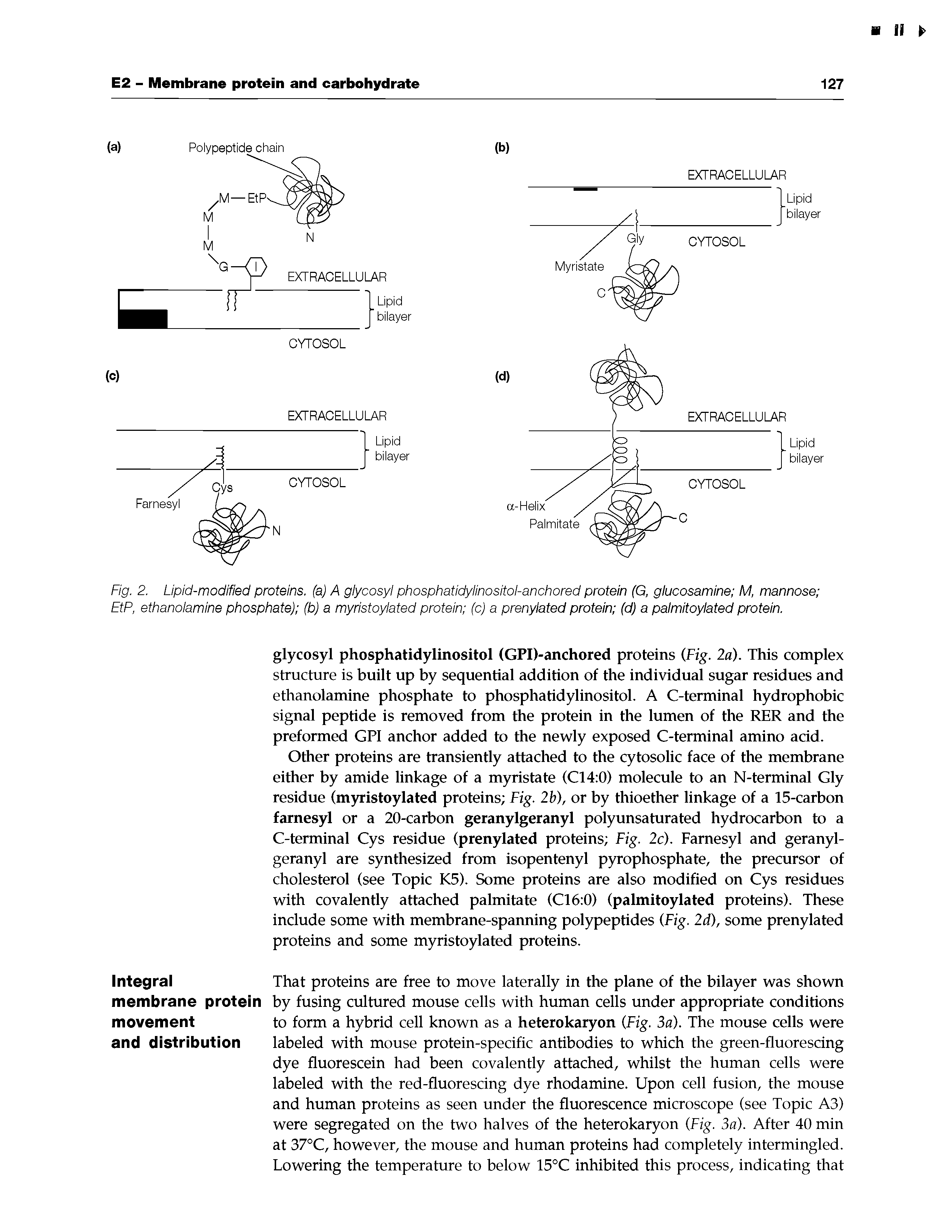 Fig. 2. Lipid-modified proteins, (a) A glycosyl phosphatidylinositol-anchored protein (G, glucosamine M, mannose ...