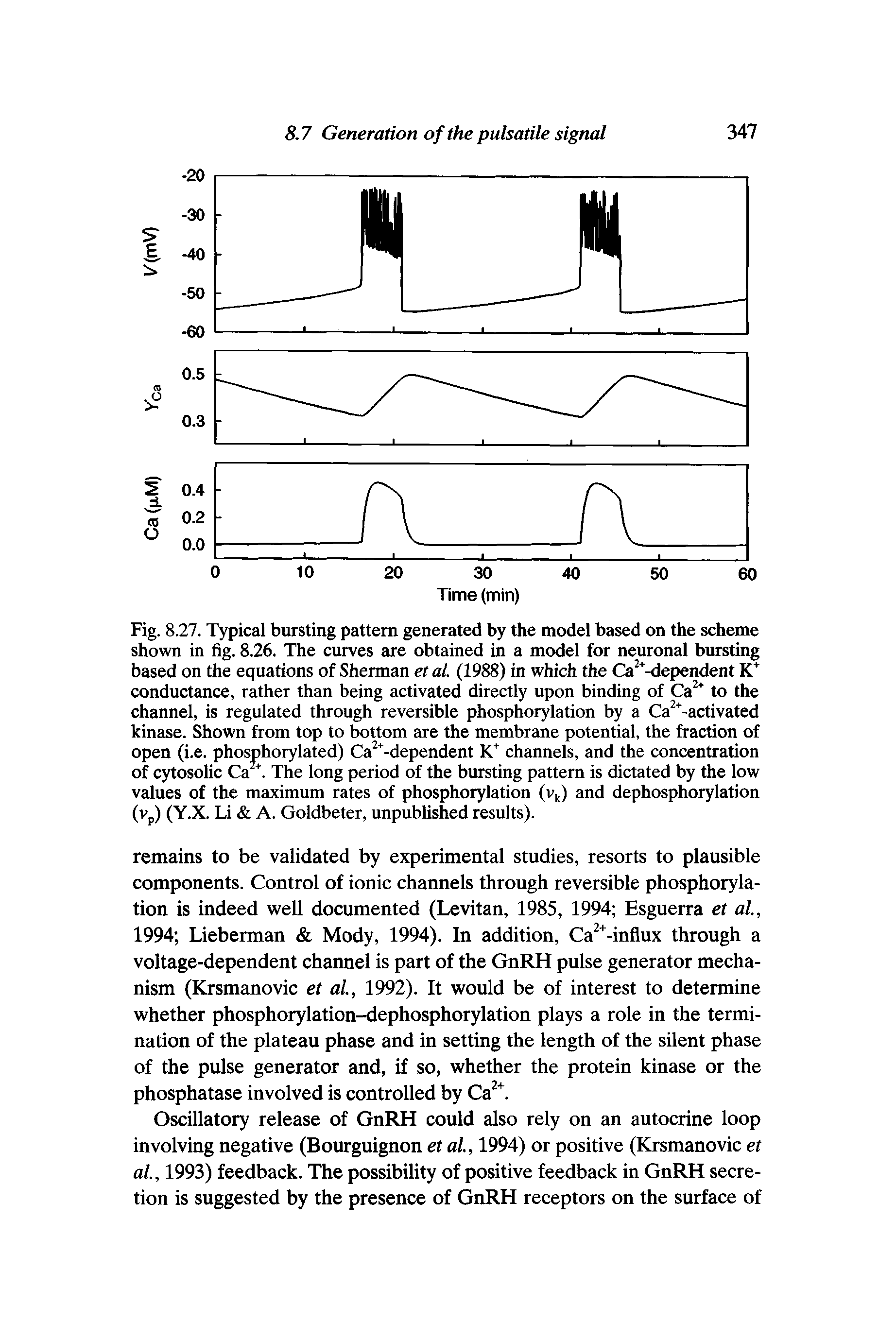 Fig. 8.27. Typical bursting pattern generated by the model based on the scheme shown in fig. 8.26. The curves are obtained in a model for neuronal bursting based on the equations of Sherman et al. (1988) in which the Ca -dependent conductance, rather than being activated directly upon binding of Ca to the channel, is regulated through reversible phosphorylation by a Ca -activated kinase. Shown from top to bottom are the membrane potential, the fraction of open (i.e. phosphorylated) Ca " -dependent channels, and the concentration of cytosolic Ca. The long period of the bursting pattern is dictated by the low values of the maximum rates of phosphorylation (v ) and dephosphorylation (Vp) (Y.X. Li A. Goldbeter, unpublished results).