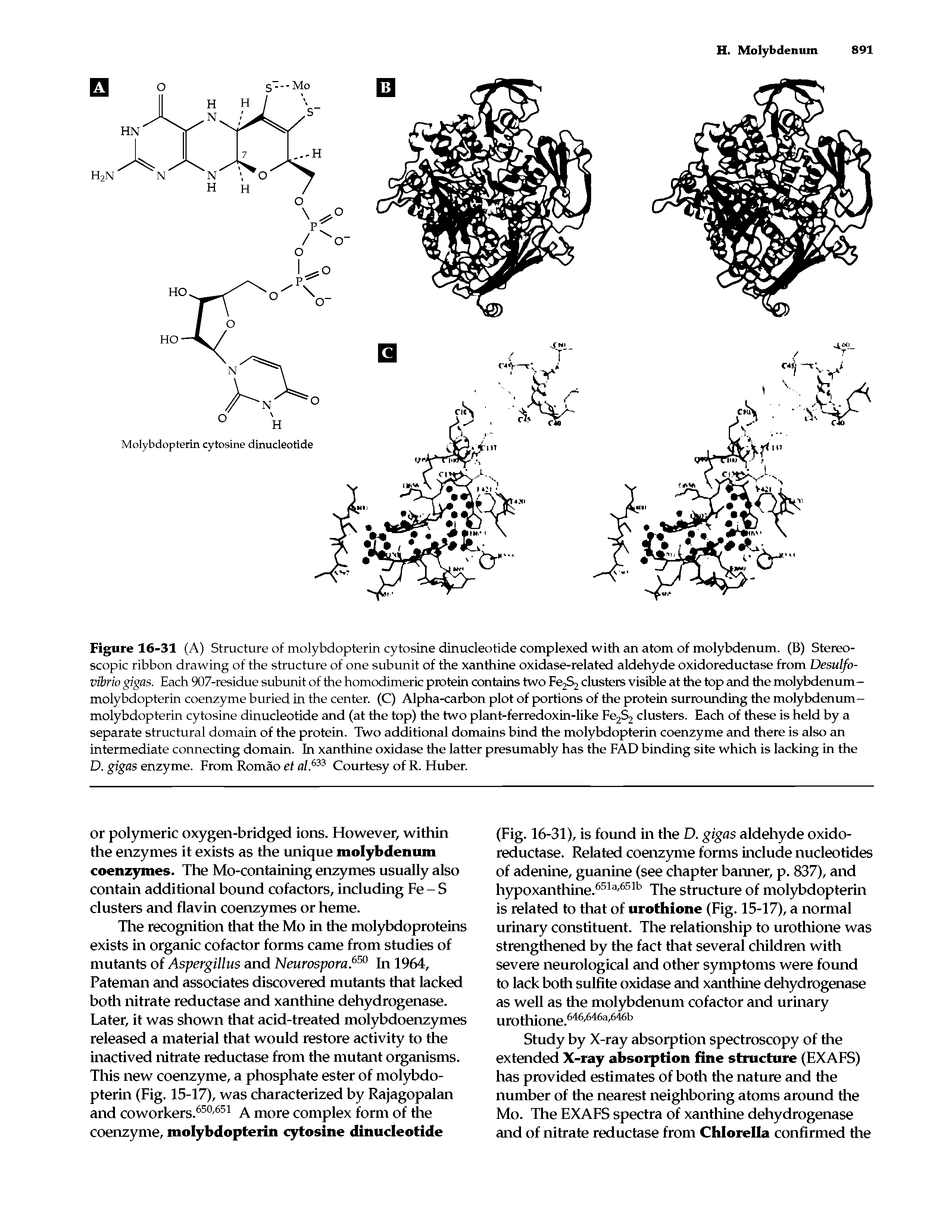 Figure 16-31 (A) Structure of molybdopterin cytosine dinucleotide complexed with an atom of molybdenum. (B) Stereoscopic ribbon drawing of the structure of one subunit of the xanthine oxidase-related aldehyde oxidoreductase from Desulfo-vibrio gigas. Each 907-residue subunit of the homodimeric protein contains two Fe2S2 clusters visible at the top and the molybdenum-molybdopterin coenzyme buried in the center. (C) Alpha-carbon plot of portions of the protein surrounding the molybdenum-molybdopterin cytosine dinucleotide and (at the top) the two plant-ferredoxin-like Fe2S2 clusters. Each of these is held by a separate structural domain of the protein. Two additional domains bind the molybdopterin coenzyme and there is also an intermediate connecting domain. In xanthine oxidase the latter presumably has the FAD binding site which is lacking in the D. gigas enzyme. From Romao et al.633 Courtesy of R. Huber.