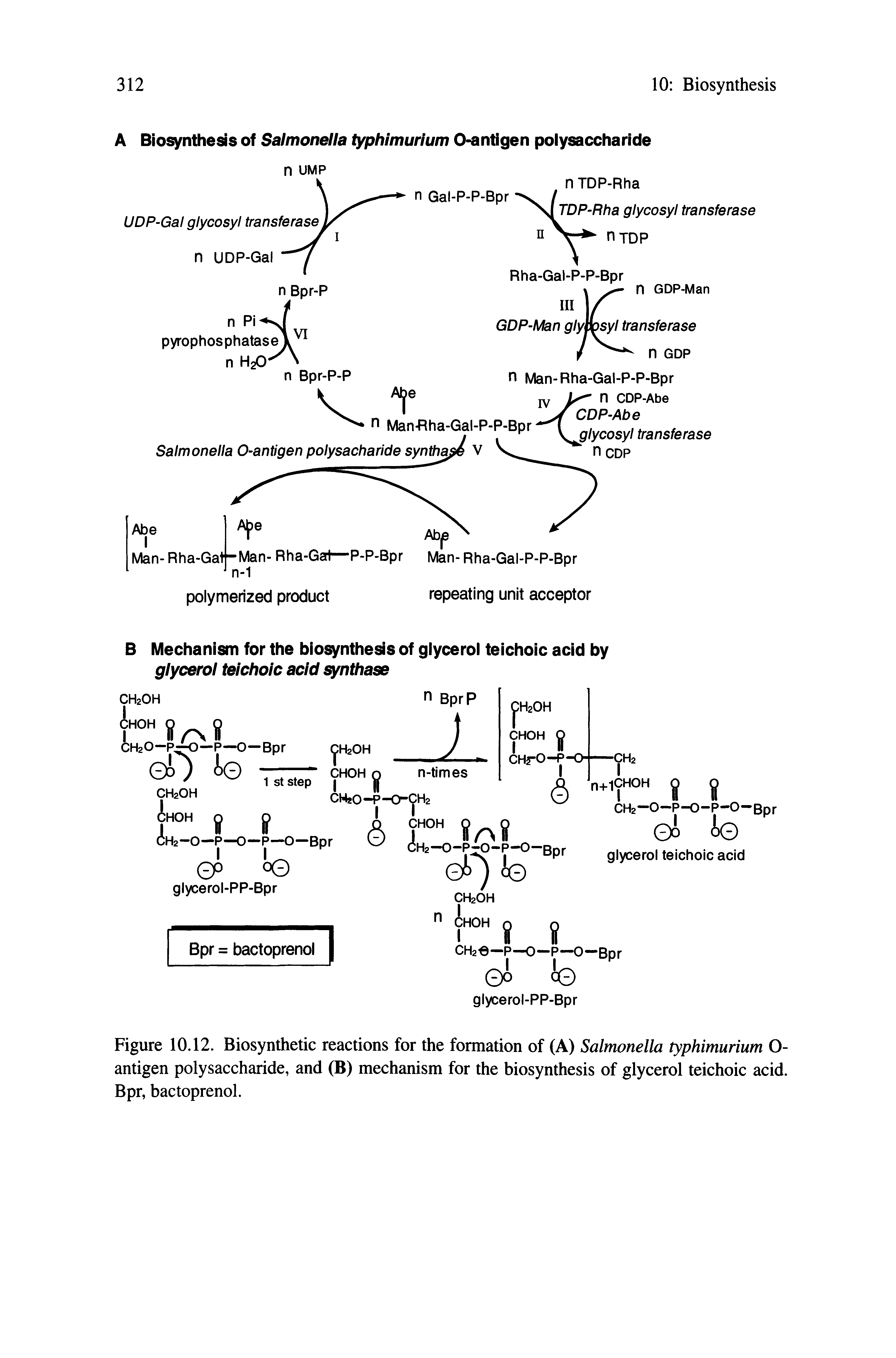 Figure 10.12. Biosynthetic reactions for the formation of (A) Salmonella typhimurlum O-antigen polysaccharide, and (B) mechanism for the biosynthesis of glycerol teichoic acid. Bpr, bactoprenol.