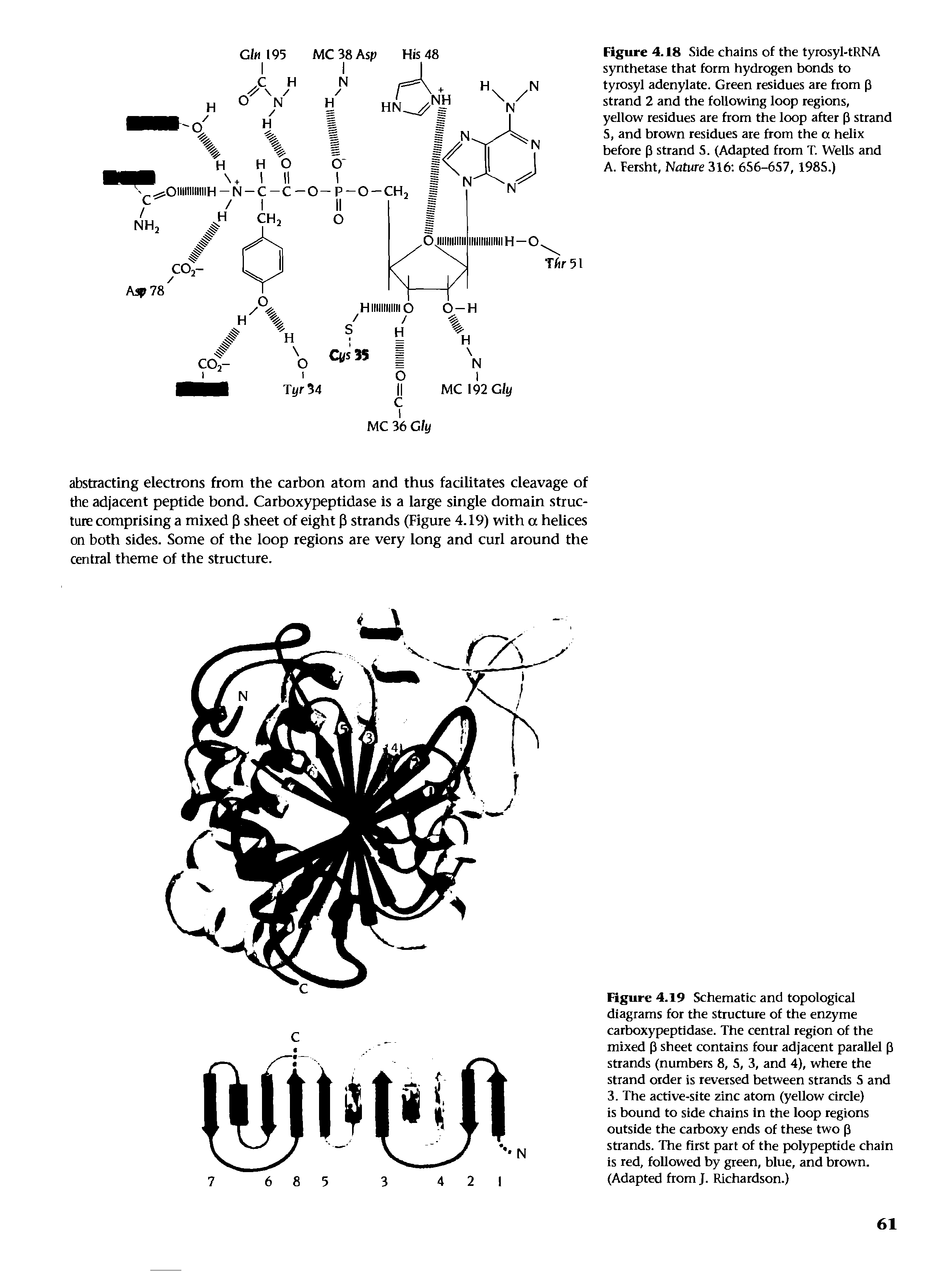 Figure 4.19 Schematic and topological diagrams for the structure of the enzyme carboxypeptidase. The central region of the mixed p sheet contains four adjacent parallel p strands (numbers 8, 5, 3, and 4), where the strand order is reversed between strands 5 and 3. The active-site zinc atom (yellow circle) is bound to side chains in the loop regions outside the carboxy ends of these two p strands. The first part of the polypeptide chain is red, followed by green, blue, and brown. (Adapted from J. Richardson.)...