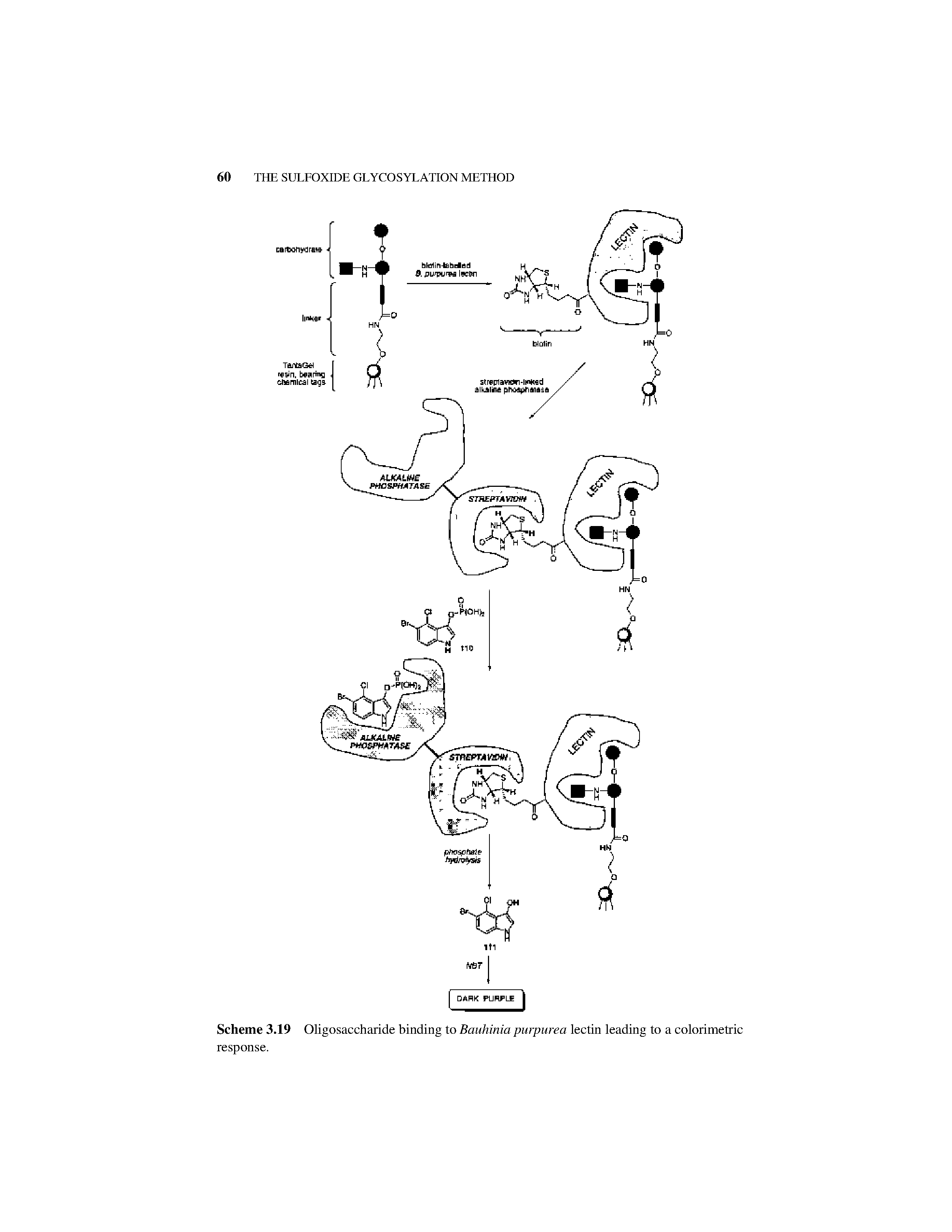 Scheme 3.19 Oligosaccharide binding to Bauhinia purpurea lectin leading to a colorimetric response.