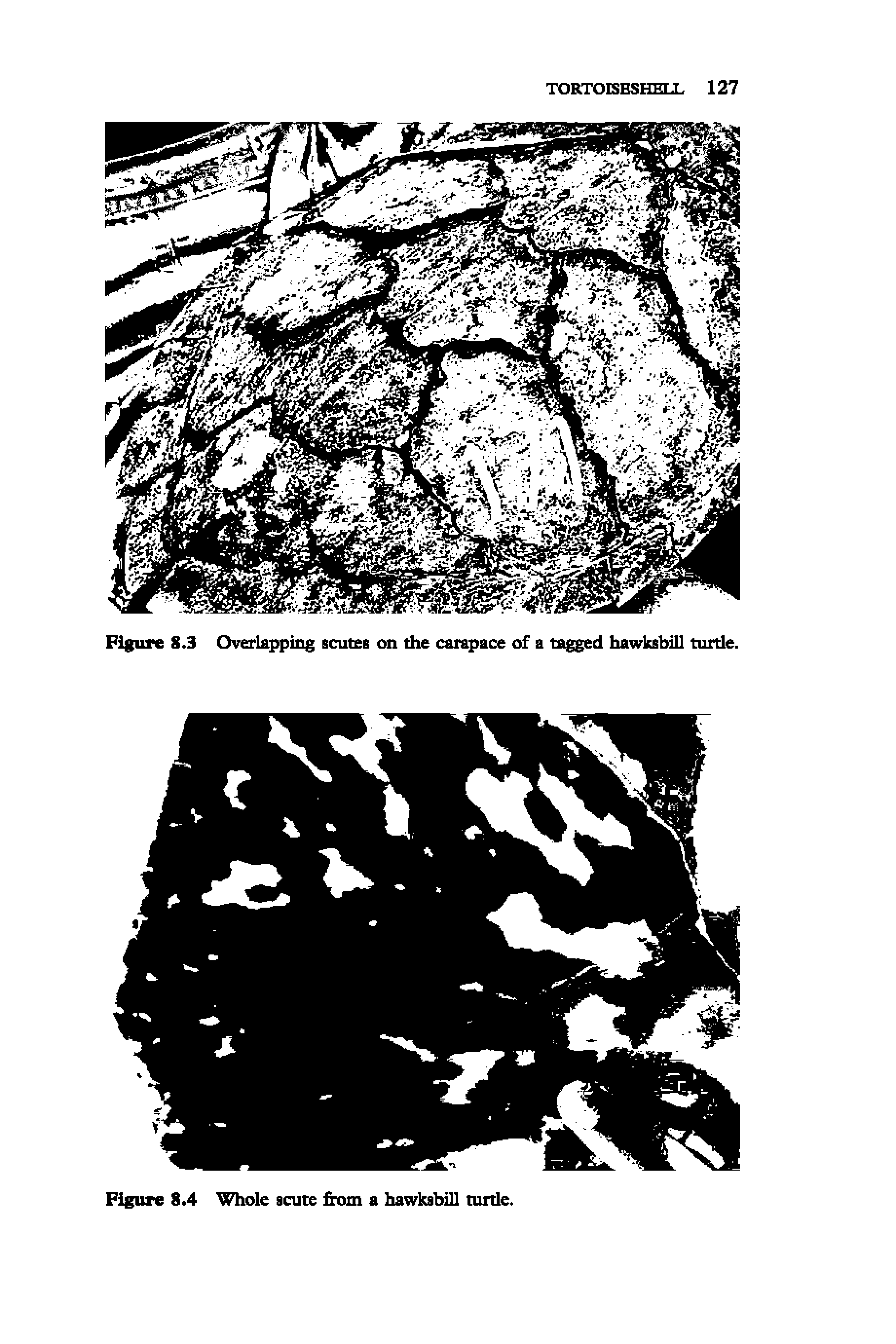 Figure 8.3 Overlapping scutes on the carapace of a u ged hawksbill turtle.