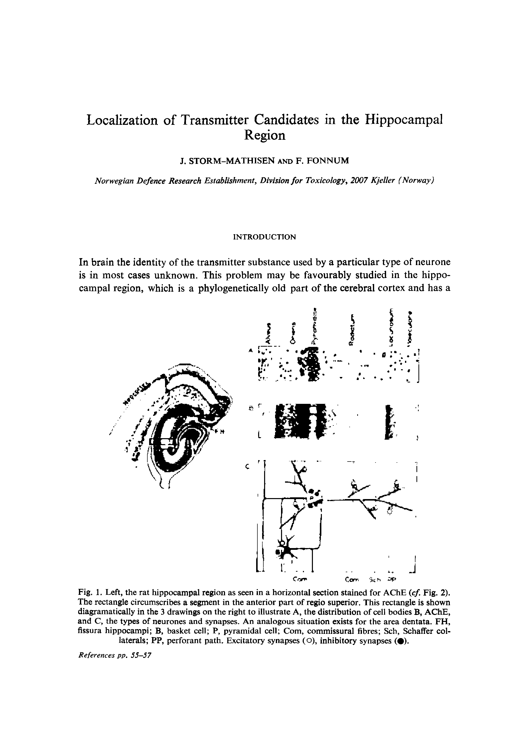 Fig. 1. Left, the rat hippocampal region as seen in a horizontal section stained for AChE (c/. Fig. 2). The rectangle circumscribes a segment in the anterior part of regio superior. This rectangle is shown diagramatically in the 3 drawings on the right to illustrate A, the distribution of cell bodies B, AChE, and C, the types of neurones and synapses. An analogous situation exists for the area dentata. FH, fissura hippocampi B, basket cell P, pyramidal cell Com, commissural fibres Sch, Schaffer collaterals PP, perforant path. Excitatory synapses (o), inhibitory synapses ( ).