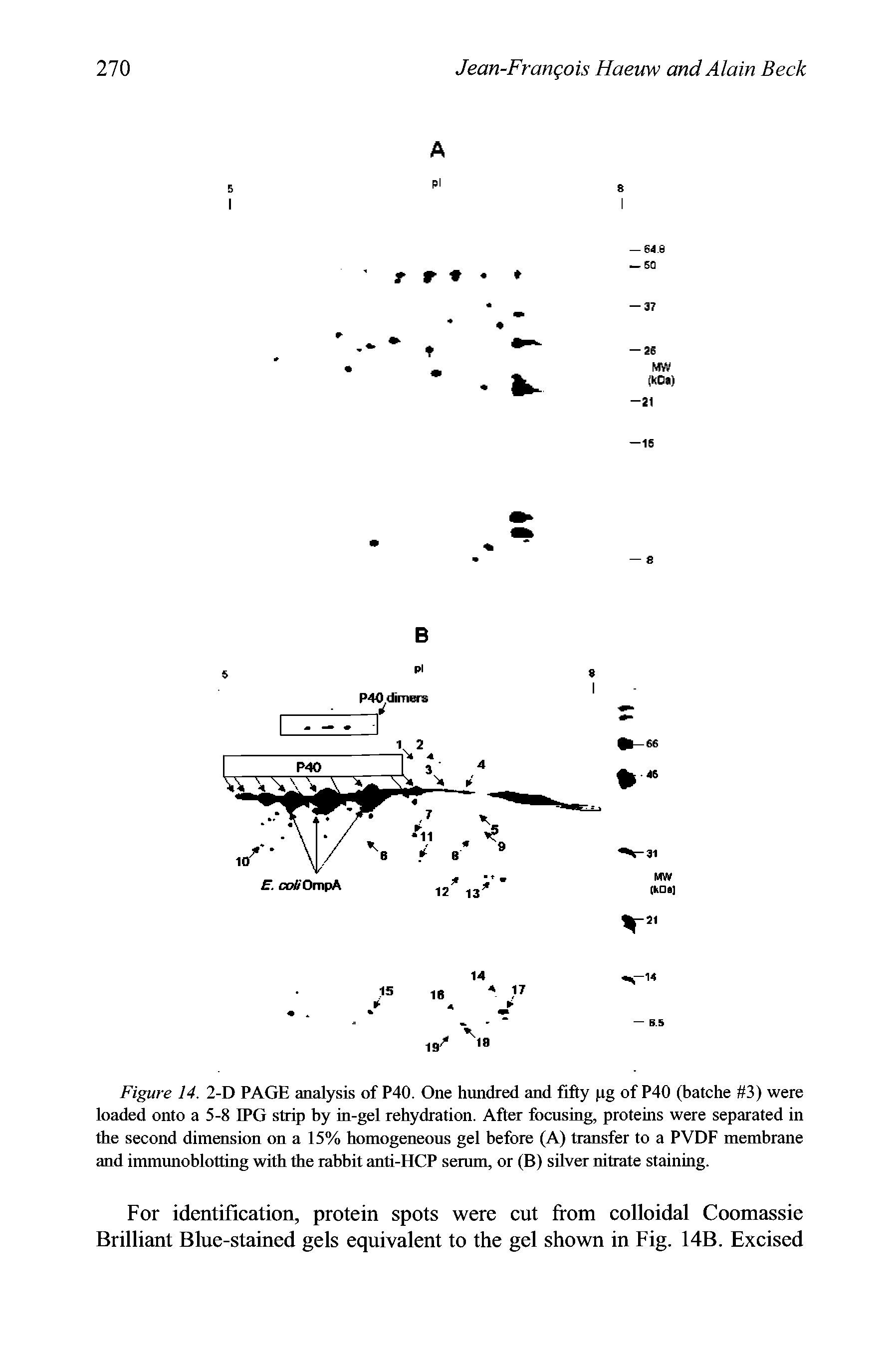 Figure 14. 2-D PAGE analysis of P40. One hundred and fifty rg of P40 (batche 3) were loaded onto a 5-8 IPG strip by in-gel rehydration. After focusing, proteins were separated in the second dimension on a 15% homogeneous gel before (A) transfer to a PVDF membrane and immunoblotting with the rabbit anti-HCP serum, or (B) silver nitrate staining.