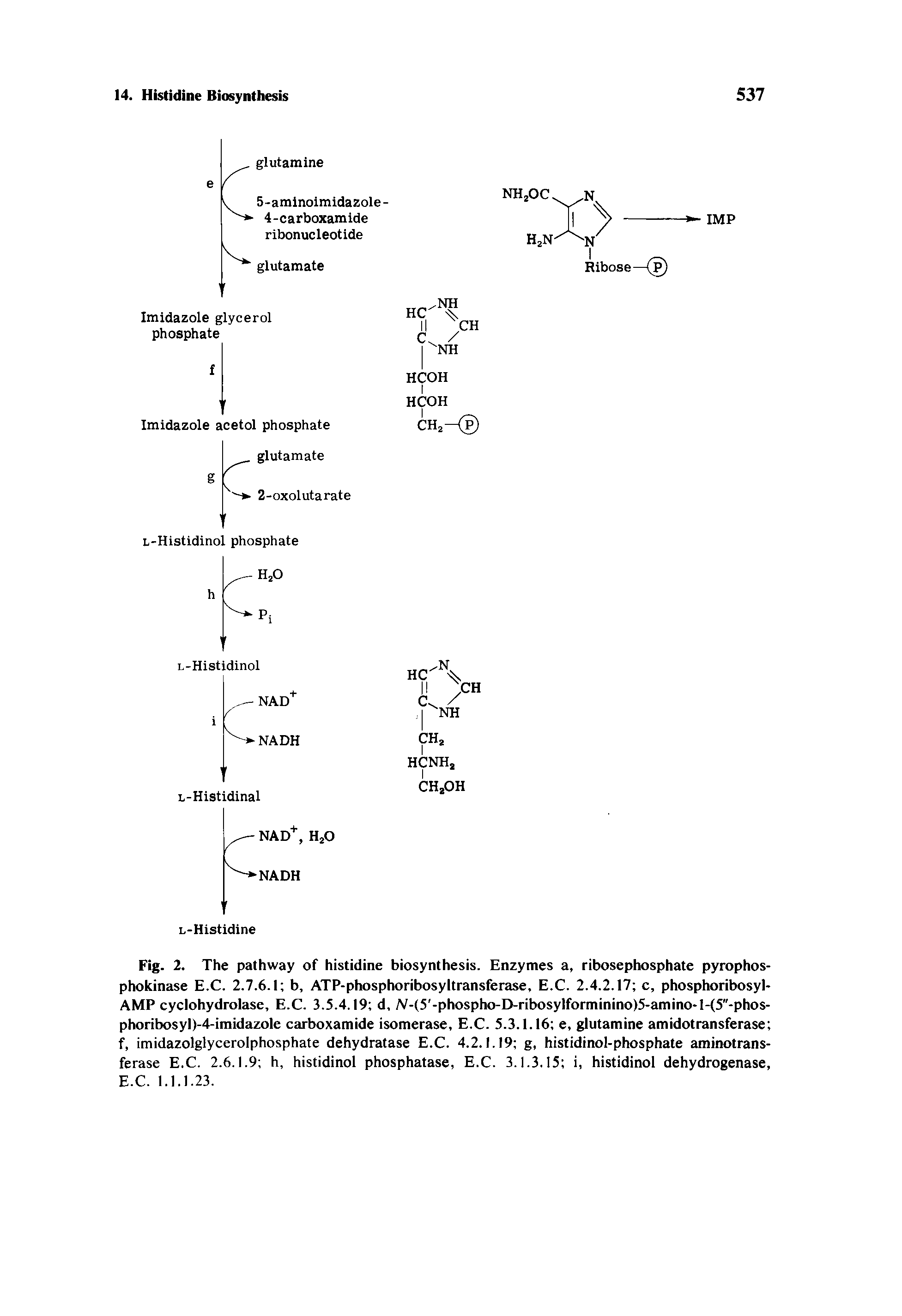 Fig. 2. The pathway of histidine biosynthesis. Enzymes a, ribosephosphate pyrophos-phokinase E.C. 2.7.6.1 b, ATP-phosphoribosyltransferase, E.C. 2.4.2.17 c, phosphoribosyl-AMP cyclohydrolase, E.C. 3.5.4.19 d, N-(5 -phospho-D-ribosylforminino)5-amino-l-(5"-phos-phoribo yl)-4-imidazole carboxamide isomerase, E.C. 5.3.1.16 e, glutamine amidotransferase f, imidazolglycerolphosphate dehydratase E.C. 4.2.1.19 g, histidinol-phosphate aminotransferase E.C. 2.6.1.9 h, histidinol phosphatase, E.C. 3.1.3.15 i, histidinol dehydrogenase, E.C. 1.1.1.23.