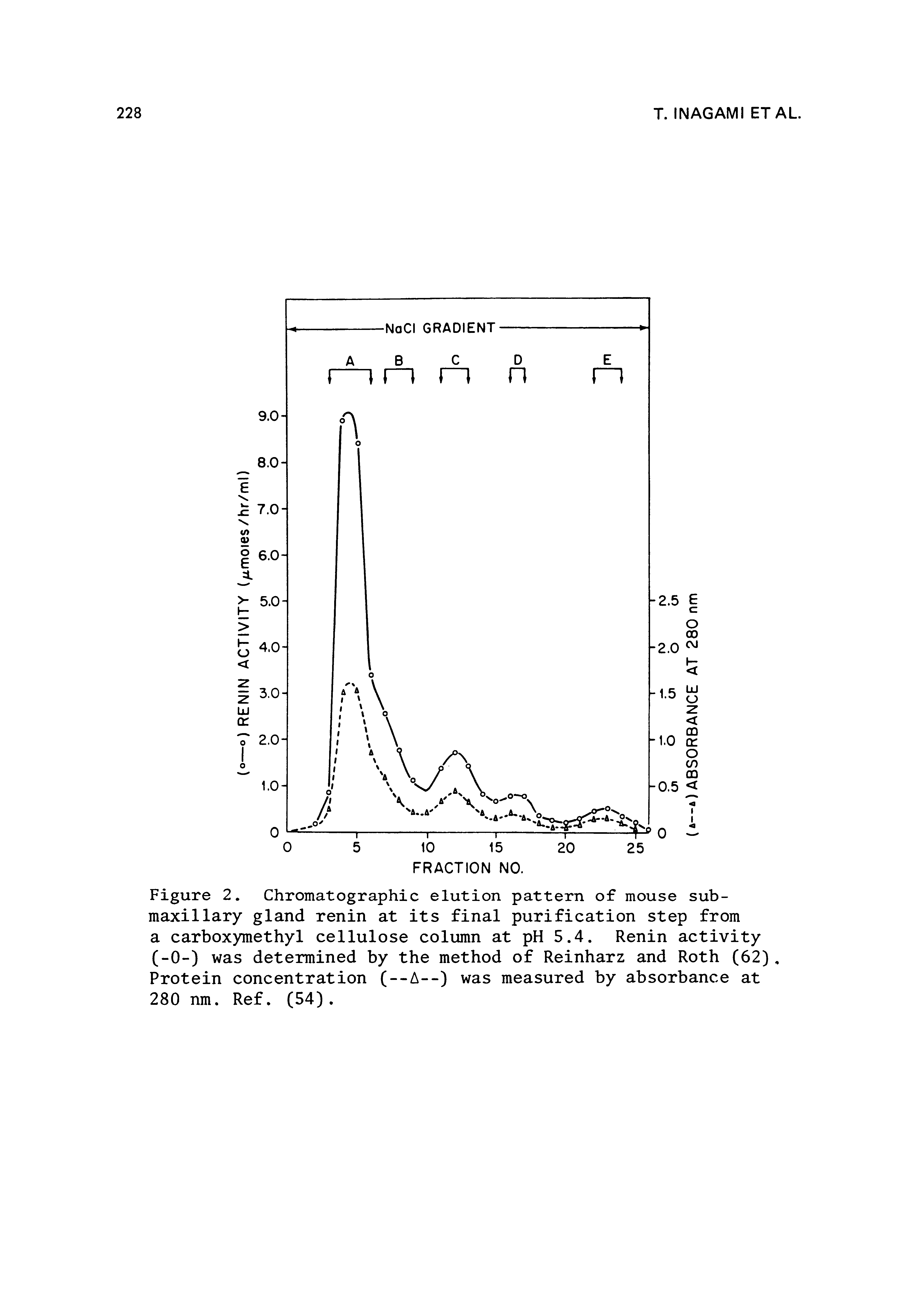 Figure 2. Chromatographic elution pattern of mouse sub-maxillary gland renin at its final purification step from a carboxymethyl cellulose column at pH 5.4. Renin activity (-0-) was determined by the method of Reinharz and Roth (62), Protein concentration (—A--) was measured by absorbance at 280 nm. Ref. (54).