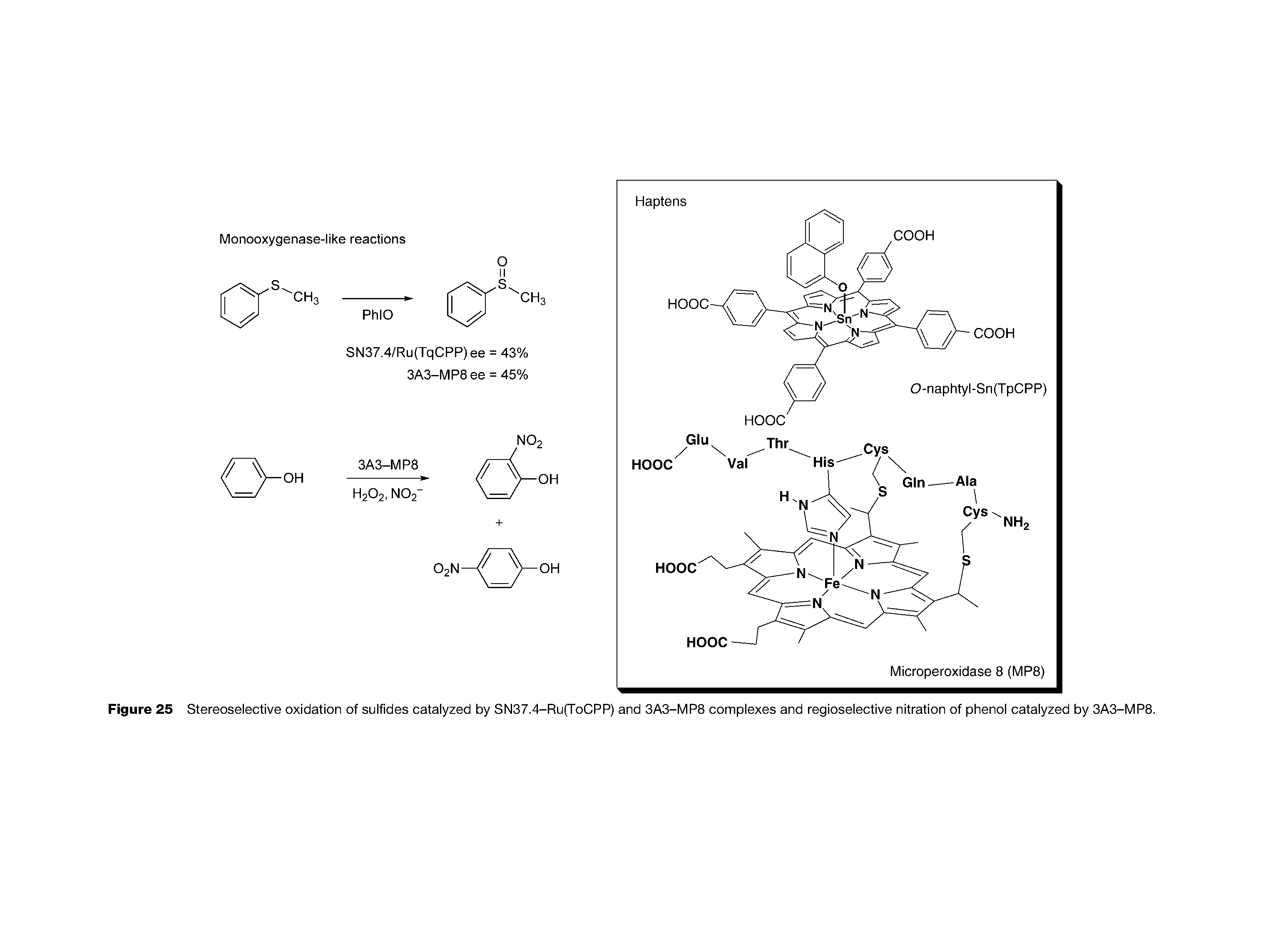 Figure 25 Stereoselective oxidation of sulfides catalyzed by SN37.4-Ru(ToCPP) and 3A3-MP8 complexes and regioselective nitration of phenol catalyzed by 3A3-MP8.