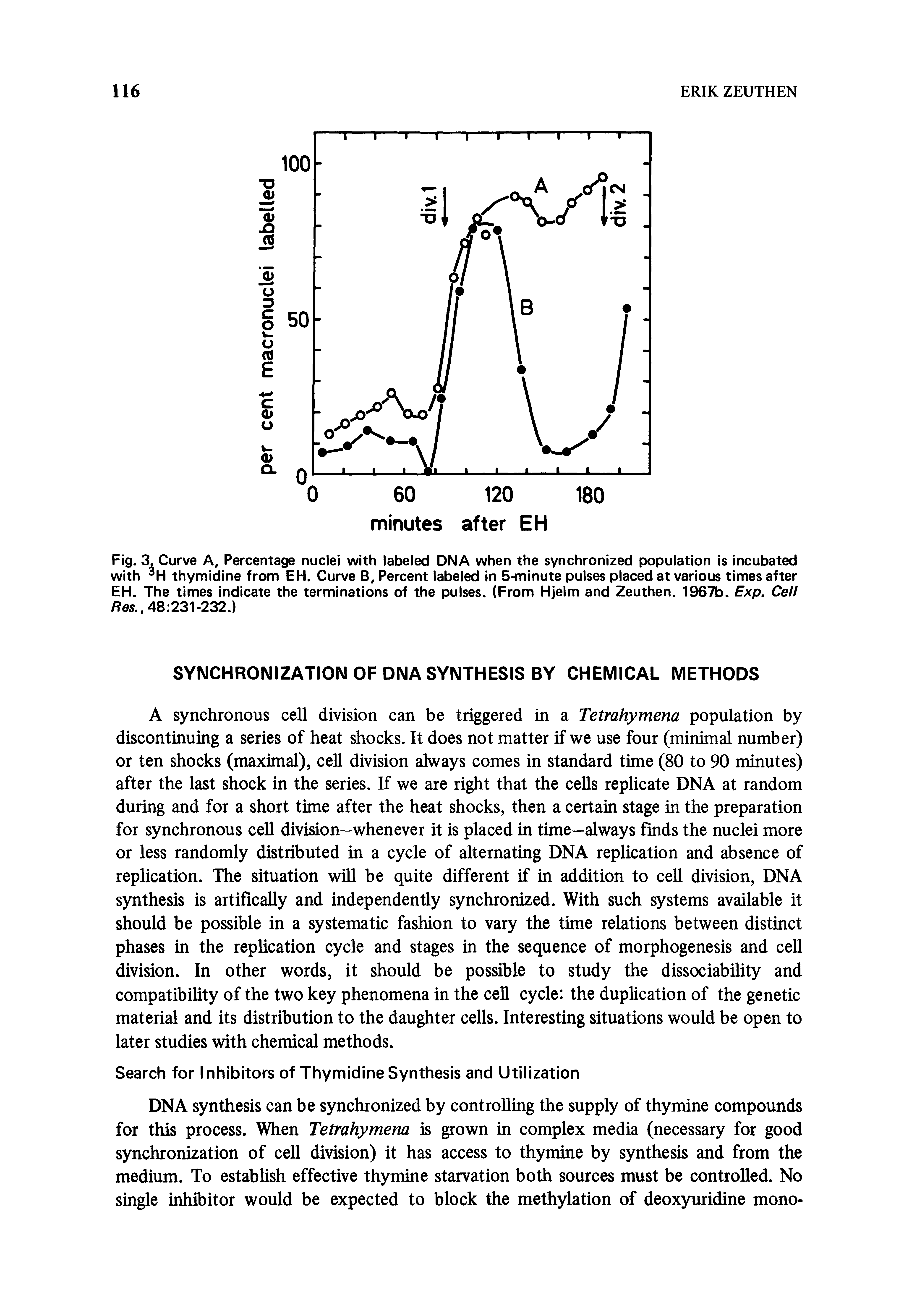 Fig. 3. Curve A, Percentage nuclei with labeled DNA when the synchronized population is incubated with thymidine from EH. Curve B, Percent labeled in 5-minute pulses placed at various times after EH. The times indicate the terminations of the pulses. (From Hjelm and Zeuthen. 1967b. Exp. Cell / es., 48 231-232.)...