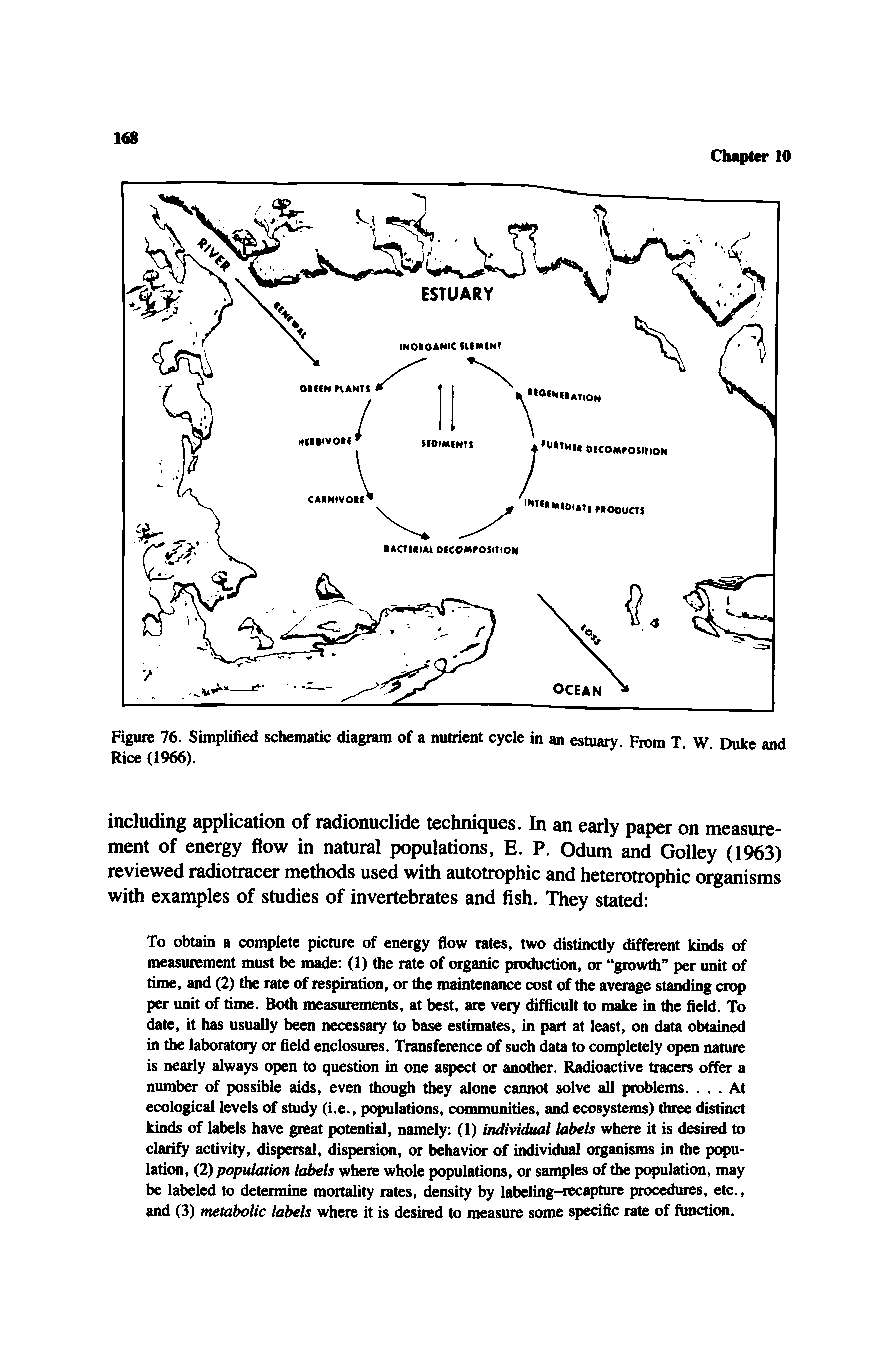 Figure 76. Simplified schematic diagram of a nutrient cycle in an estuary. From T. W. Duke and Rice (1966).