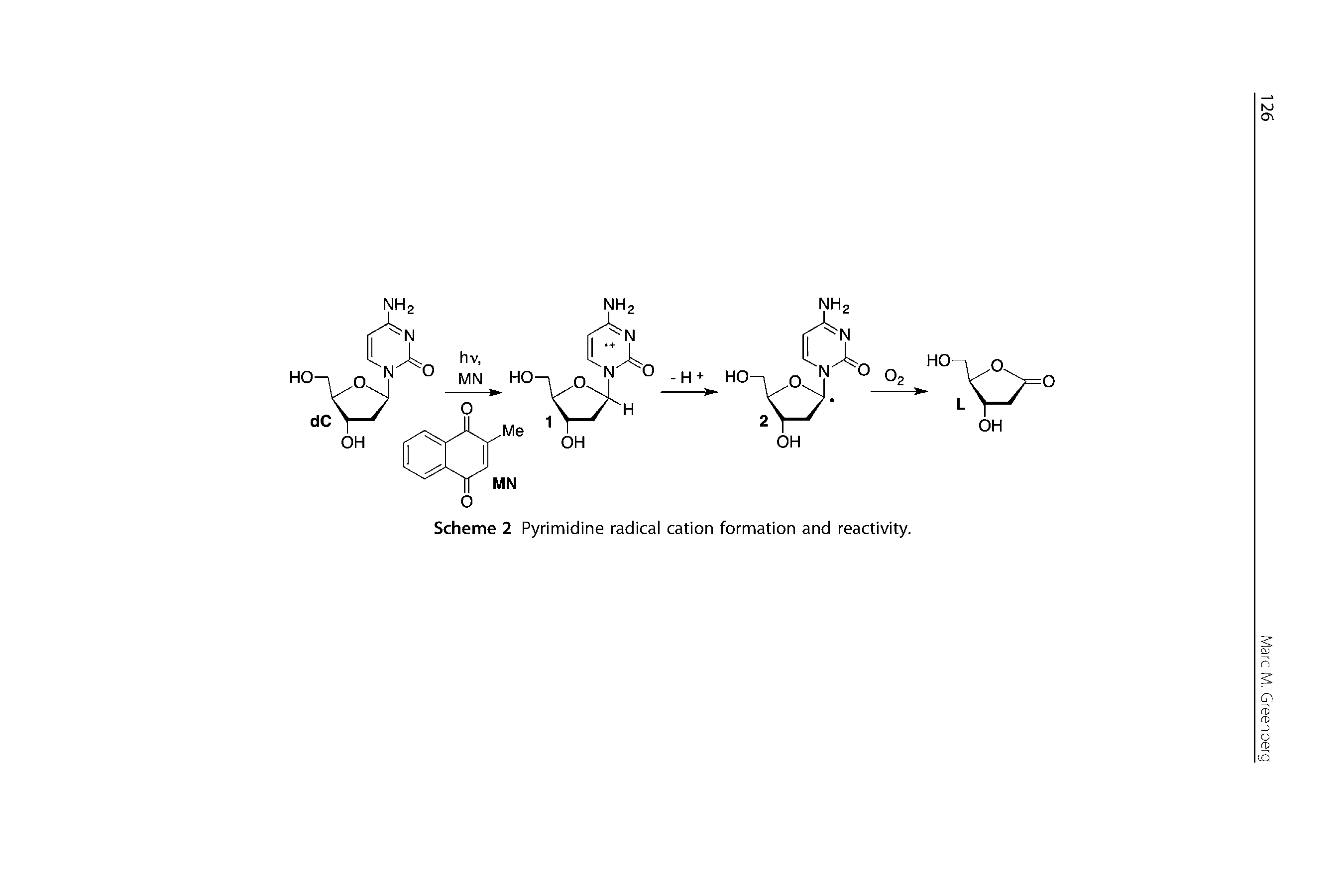Scheme 2 Pyrimidine radical cation formation and reactivity.