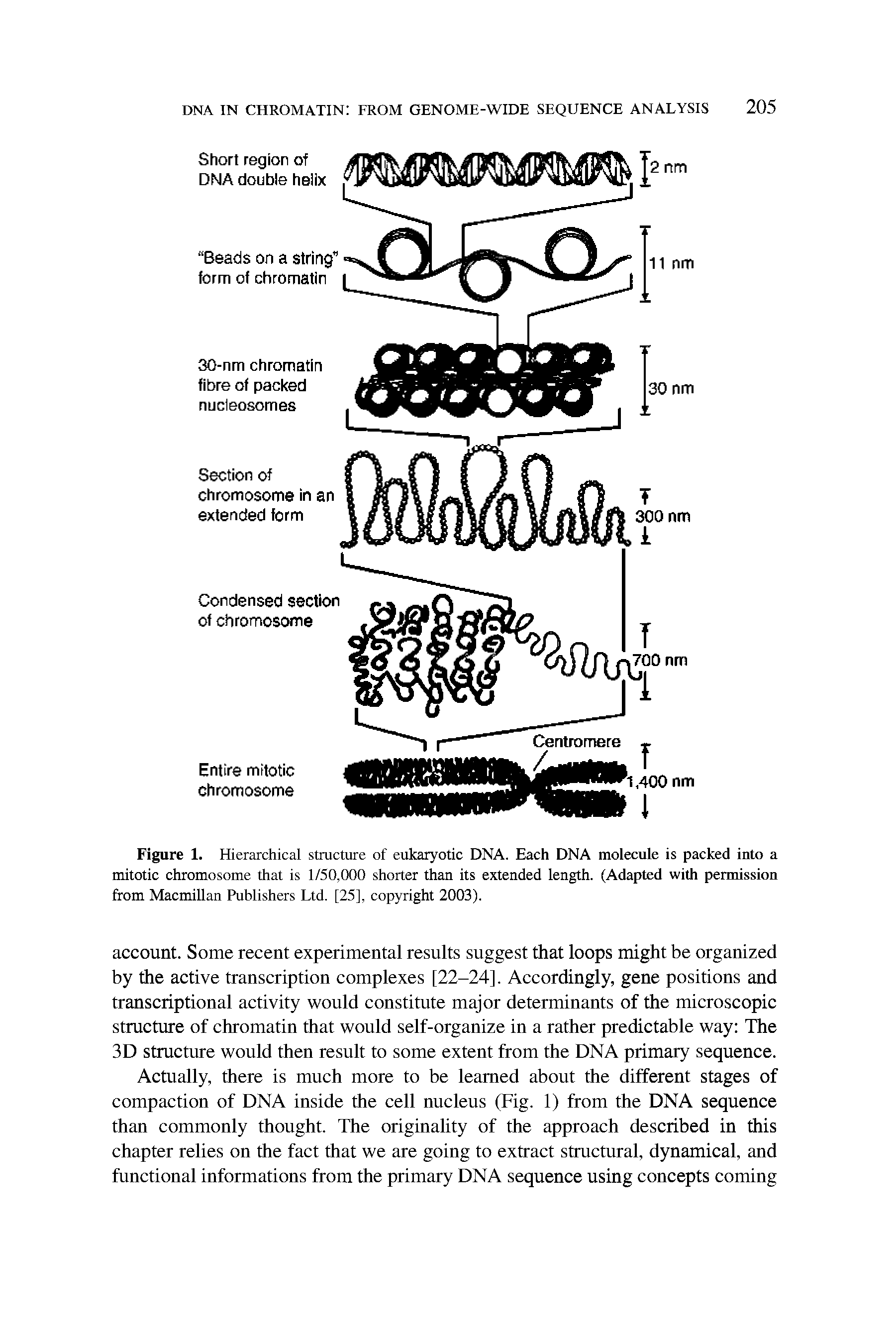 Figure 1. Hierarchical structure of eukaryotic DNA. Each DNA molecule is packed into a mitotic chromosome that is 1/50,000 shorter than its extended length. (Adapted with permission from Macmillan Publishers Ltd. [25], copyright 2003).