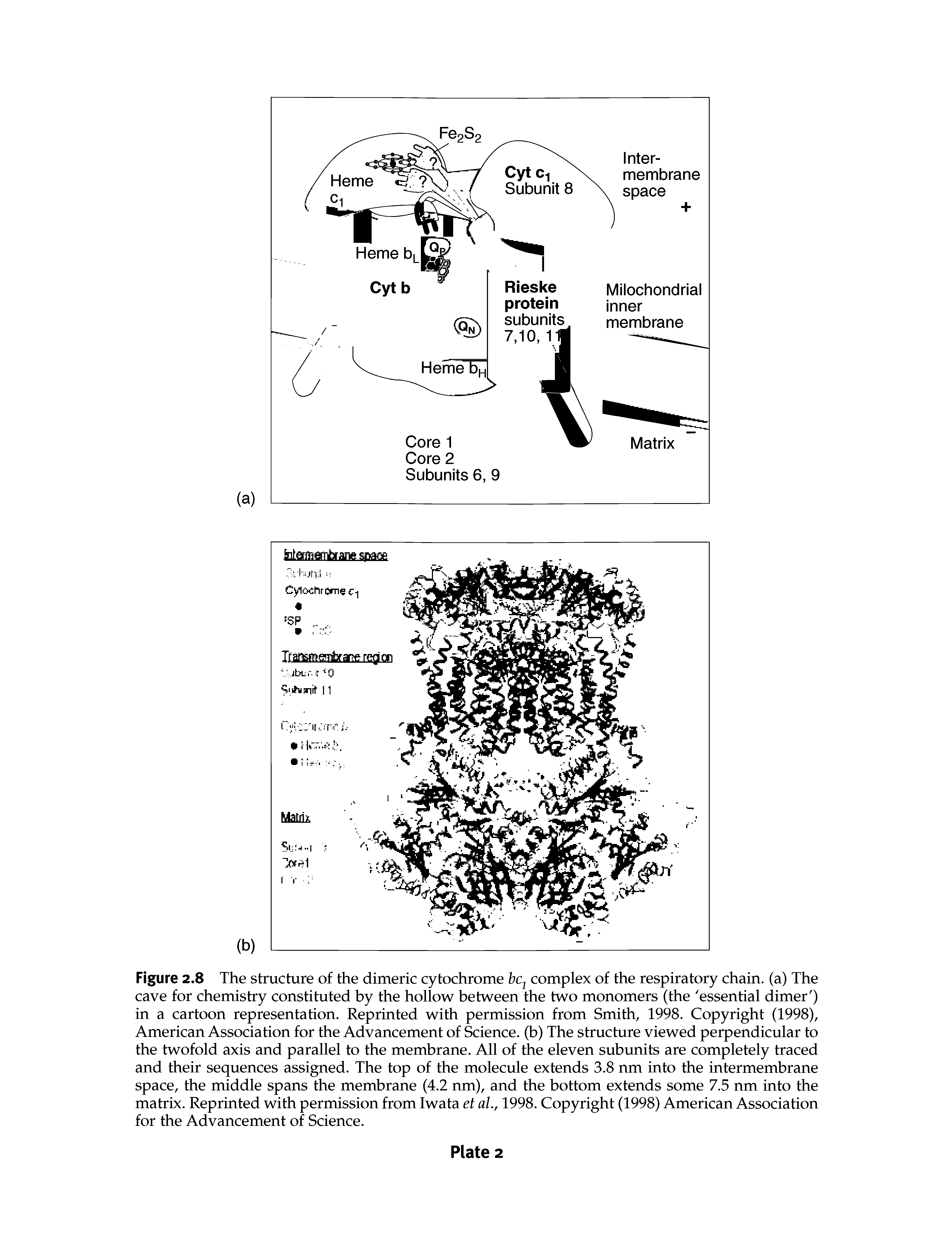 Figure 2.8 The structure of the dimeric cytochrome bcomplex of the respiratory chain, (a) The cave for chemistry constituted by the hollow between the two monomers (the essential dimer ) in a cartoon representation. Reprinted with permission from Smith, 1998. Copyright (1998), American Association for the Advancement of Science, (b) The structure viewed perpendicular to the twofold axis and parallel to the membrane. All of the eleven subunits are completely traced and their sequences assigned. The top of the molecule extends 3.8 nm into the intermembrane space, the middle spans the membrane (4.2 nm), and the bottom extends some 7.5 nm into the matrix. Reprinted with permission from Iwata et al., 1998. Copyright (1998) American Association for the Advancement of Science.