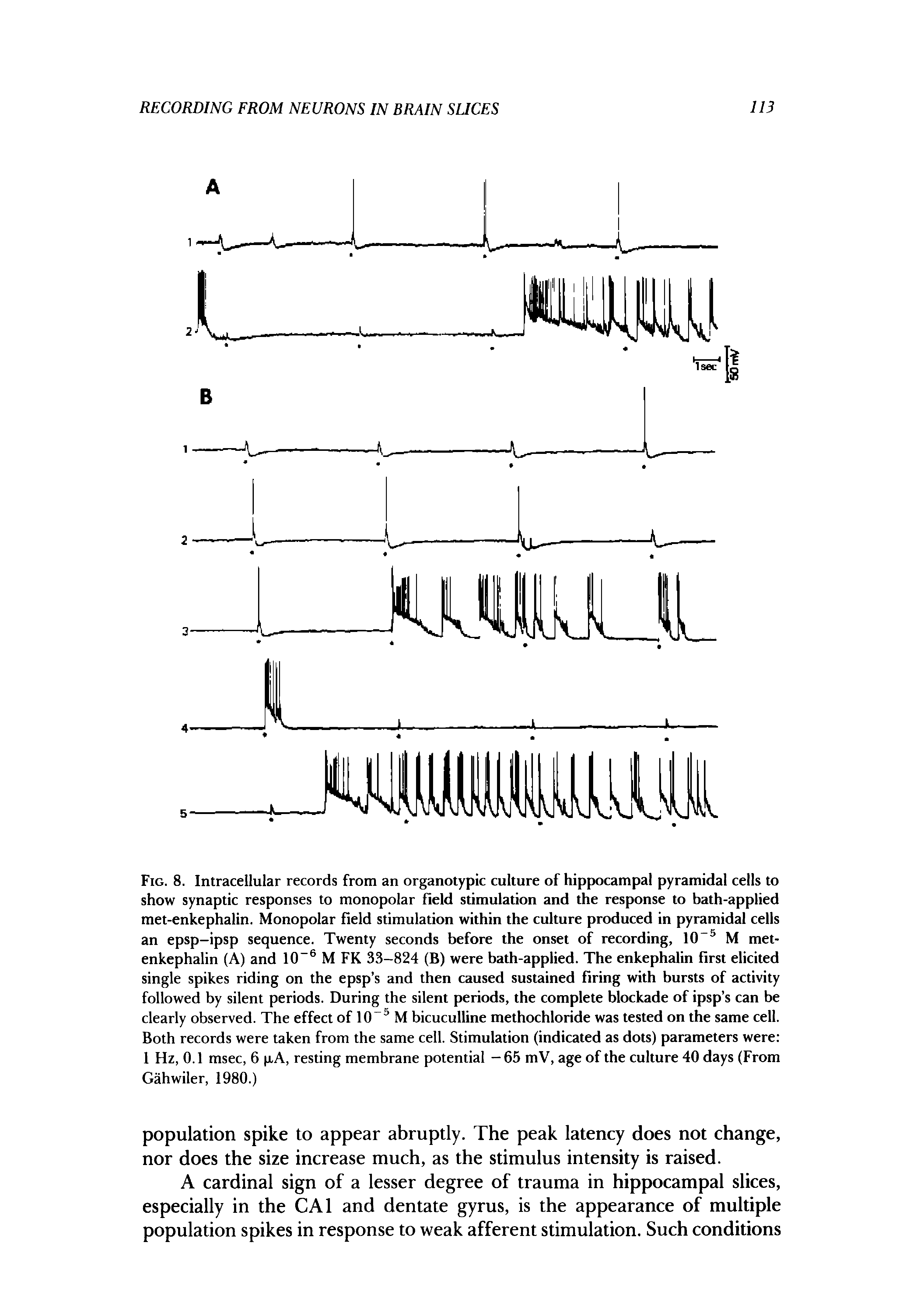 Fig. 8. Intracellular records from an organotypic culture of hippocampal pyramidal cells to show synaptic responses to monopolar field stimulation and the response to bath-applied met-enkephalin. Monopolar field stimulation within the culture produced in pyramidal cells an epsp-ipsp sequence. Twenty seconds before the onset of recording, 10 M met-enkephalin (A) and 10 M FK 33-824 (B) were bath-applied. The enkephalin first elicited single spikes riding on the epsp s and then caused sustained firing with bursts of activity followed by silent periods. During the silent periods, the complete blockade of ipsp s can be clearly observed. The effect of M bicuculline methochloride was tested on the same cell. Both records were taken from the same cell. Stimulation (indicated as dots) parameters were 1 Hz, 0.1 msec, 6 xA, resting membrane potential -65 mV, age of the culture 40 days (From Gahwiler, 1980.)...