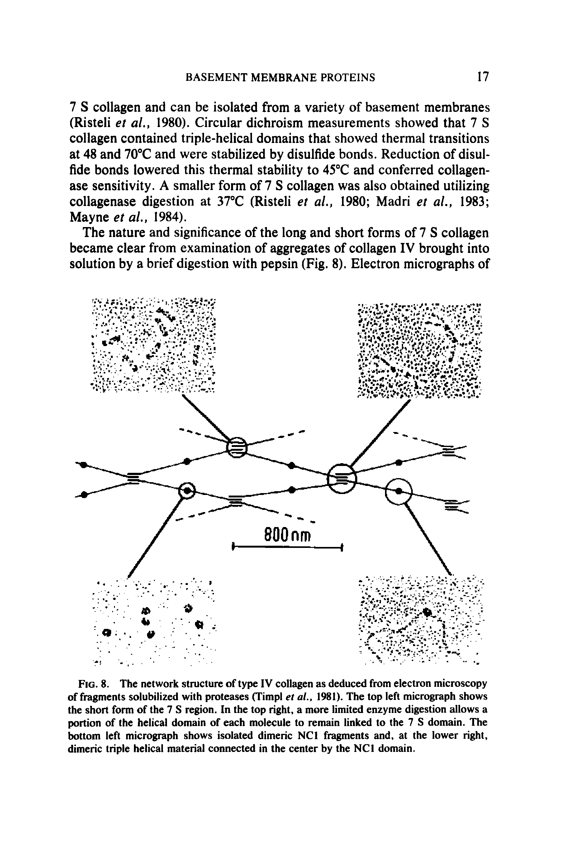 Fig. 8. The network structure of type IV collagen as deduced from electron microscopy of fragments solubilized with proteases (Timpl et at., 1981). The top left micrograph shows the short form of the 7 S region. In the top right, a more limited enzyme digestion allows a portion of the helical domain of each molecule to remain linked to the 7 S domain. The bottom left micrograph shows isolated dimeric NCI fragments and, at the lower right, dimeric triple helical material connected in the center by the NCI domain.