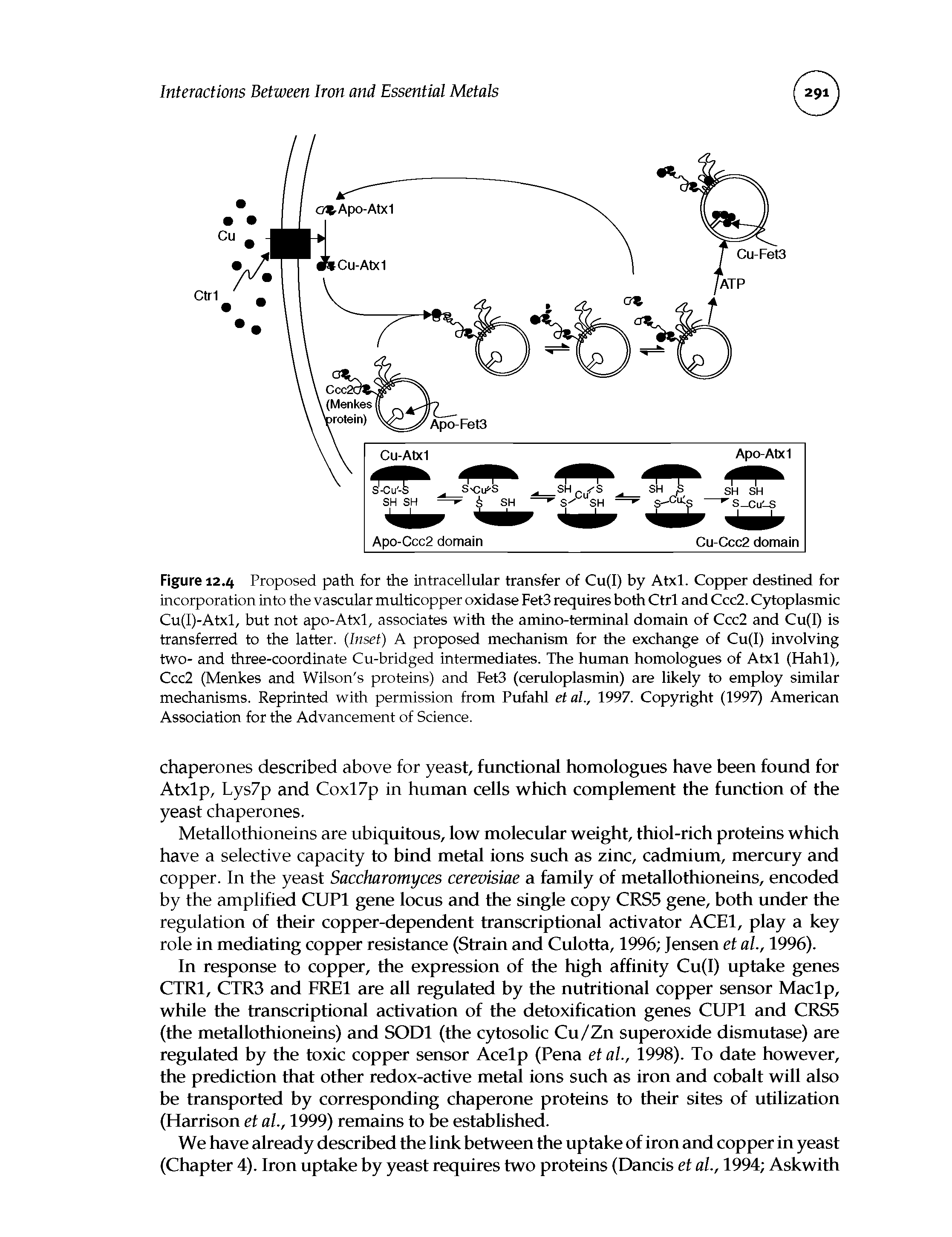 Figure 12.4 Proposed path for the intracellular transfer of Cu(I) by Atxl. Copper destined for incorporation into the vascular multicopper oxidase Fet3 requires both Ctrl and Ccc2. Cytoplasmic Cu(I)-Atxl, but not apo-Atxl, associates with the amino-terminal domain of Ccc2 and Cu(I) is transferred to the latter. (Inset) A proposed mechanism for the exchange of Cu(I) involving two- and three-coordinate Cu-bridged intermediates. The human homologues of Atxl (Hahl), Ccc2 (Menkes and Wilson s proteins) and Fet3 (ceruloplasmin) are likely to employ similar mechanisms. Reprinted with permission from Pufahl et al., 1997. Copyright (1997) American Association for the Advancement of Science.