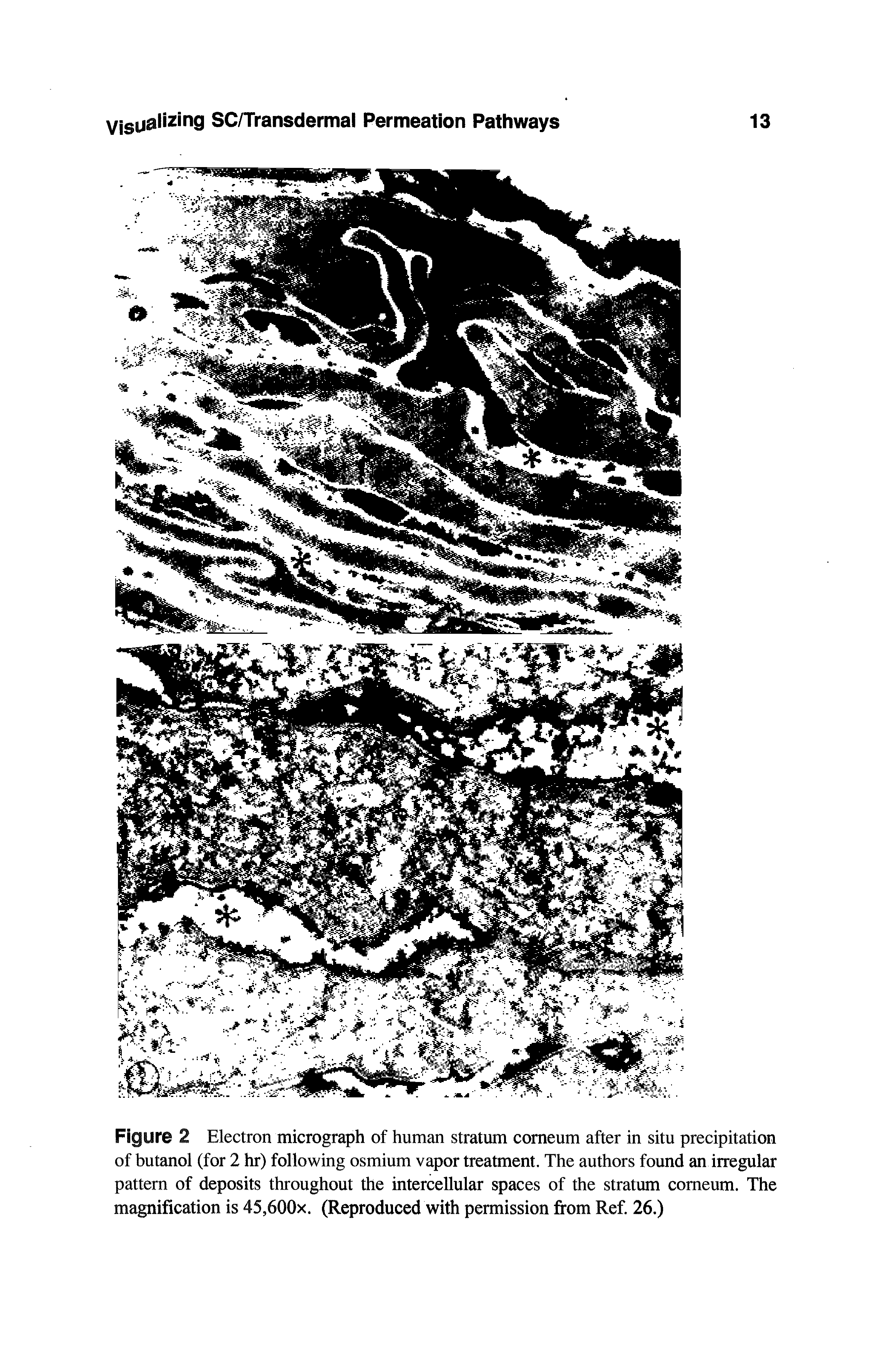 Figure 2 Electron micrograph of human stratum comeum after in situ precipitation of butanol (for 2 hr) following osmium vapor treatment. The authors found an irregular pattern of deposits throughout the intercellular spaces of the stratum comeum. The magnification is 45,600x. (Reproduced with permission from Ref. 26.)...