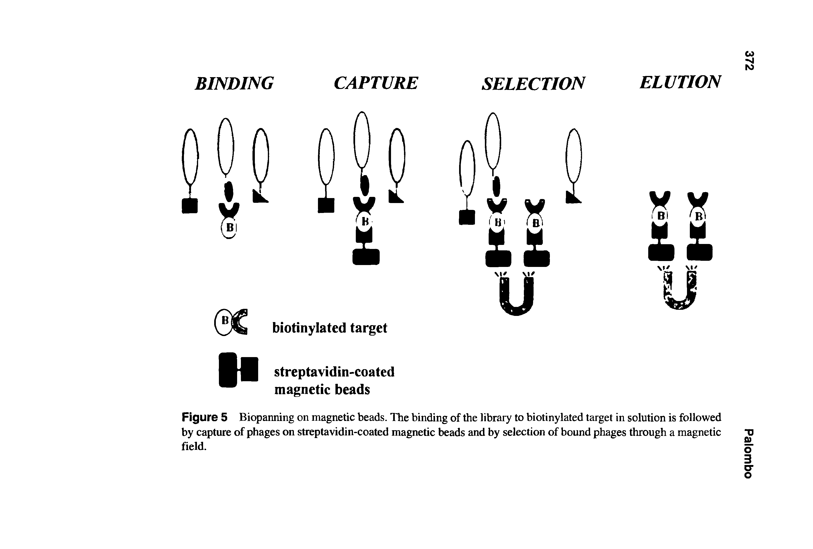 Figure 5 Biopanning on magnetic beads. The binding of the library to biotinylated target in solution is followed by capture of phages on streptavidin-coated magnetic beads and by selection of bound phages through a magnetic field.