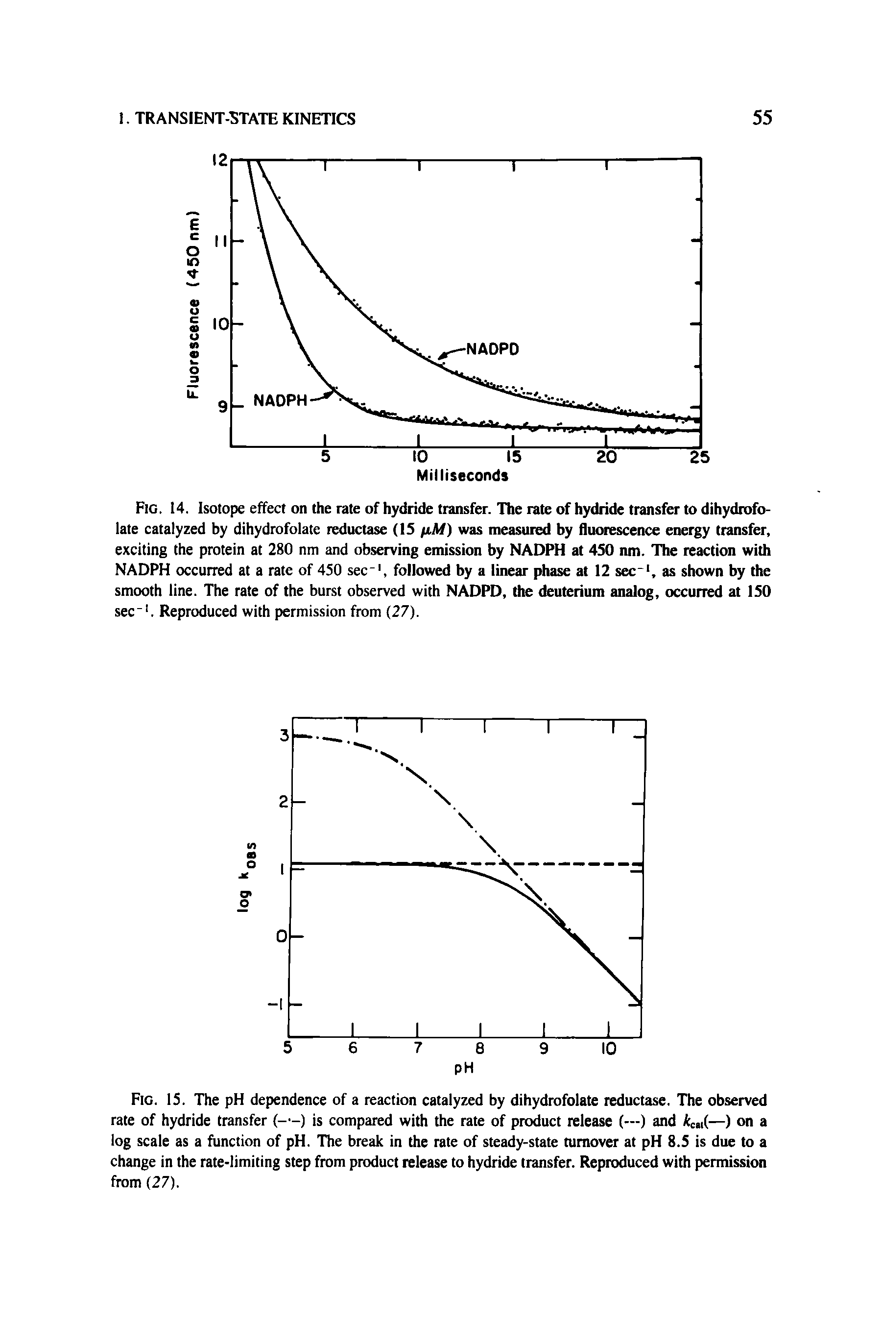 Fig. 14. Isotope effect on the rate of hydride transfer. The rate of hydride transfer to dihydrofolate catalyzed by dihydrofolate reductase (IS /rAf) was measured by fluorescence energy transfer, exciting the protein at 280 nm and observing emission by NADPH at 450 nm. The reaetion with NADPH oecurred at a rate of 450 see", followed by a linear phase at 12 sec , as shown by the smooth line. The rate of the burst observed with NADPD, the deuterium analog, occurred at 150 sec . Reproduced with permission from (27).