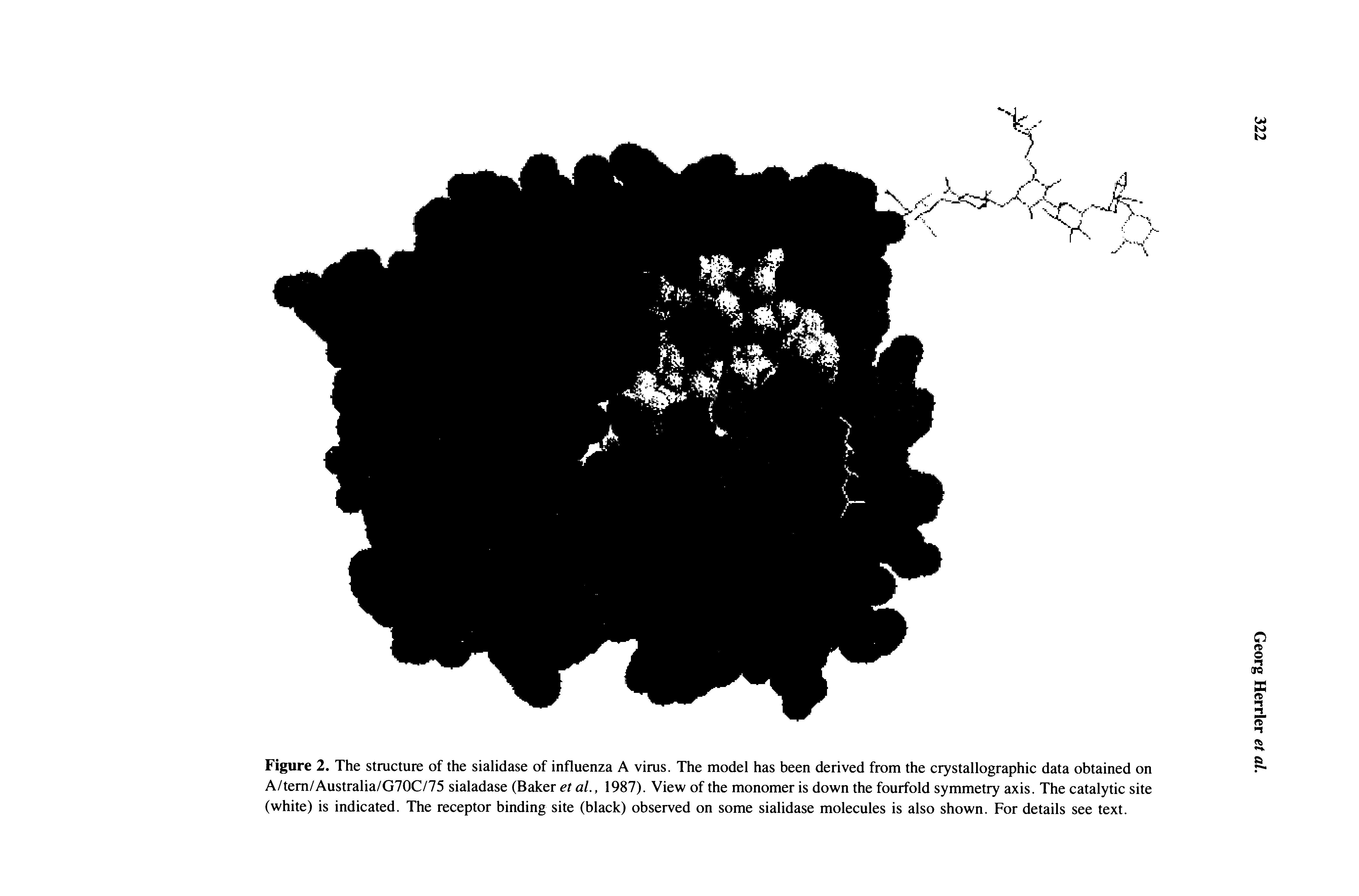 Figure 2. The structure of the sialidase of influenza A virus. The model has been derived from the crystallographic data obtained on A/tem/Australia/G70C/75 sialadase (Baker et al., 1987). View of the monomer is down the fourfold symmetry axis. The catalytic site (white) is indicated. The receptor binding site (black) observed on some sialidase molecules is also shown. For details see text.