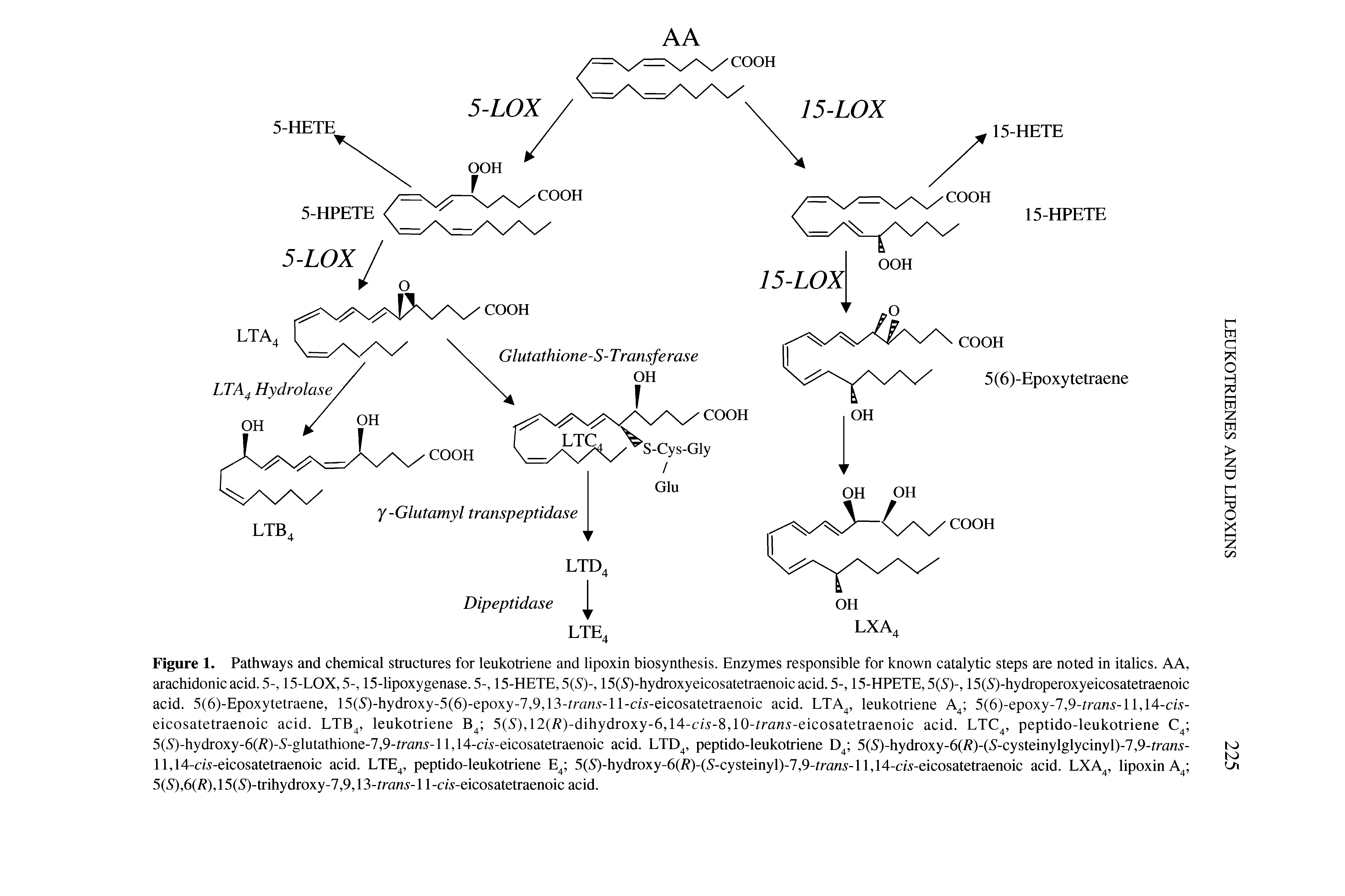 Figure 1. Pathways and chemical structures for leukotriene and lipoxin biosynthesis. Enzymes responsible for known catalytic steps are noted in italics. AA, arachidonicacid.5-, 15-LOX, 5-, 15-lipoxygenase. 5-, 15-HETE, 5(5 )-, 15(5)-hydroxyeicosatetraenoicacid.5-, 15-HPETE, 5(5 )-, 15(5 )-hydroperoxyeicosatetraenoic acid. 5(6)-Epoxytetraene, 15(5)-hydroxy-5(6)-epoxy-7,9,13- ra. -ll-c/5-eicosatetraenoic acid. LTA, leukotriene A 5(6)-epoxy-7,9- rafZ5-ll,14-cw-eicosatetraenoic acid. LTB, leukotriene 5(5 ),12(/ )-dihydroxy-6,14-cw-8,10- rfl .y-eicosatetraenoic acid. LTC, peptido-leukotriene C 5(5)-hydroxy-6(/ )-5 -glutathione-7,9-fra 5-ll,14-cw-eicosatetraenoic acid. LTD, peptido-leukotriene D 5(5)-hydroxy-6(/ )-( S-cysteinylglycinyl)-7,9-rra 5-11,14-cA-eicosatetraenoic acid. LTE, peptido-leukotriene E 5(5)-hydroxy-6(/ )-( S-cysteinyl)-7,9-rra 5-ll,14-cw-eicosatetraenoic acid. LXA, lipoxin A 5(5 ),6(/ ), 15(5)-trihydroxy-7,9, 3-trans-11 -cA-eicosatetraenoic acid.