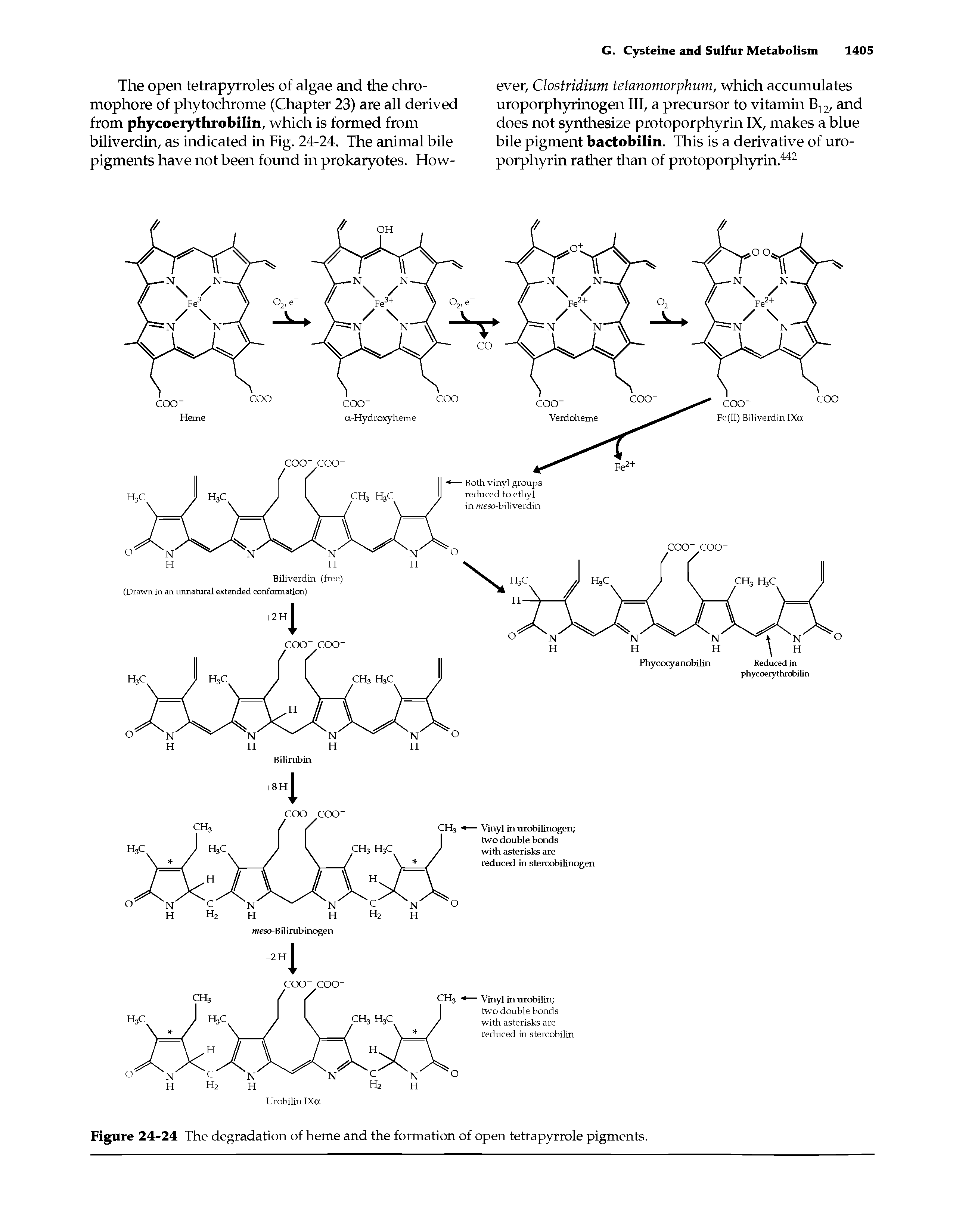 Figure 24-24 The degradation of heme and the formation of open tetrapyrrole pigments.