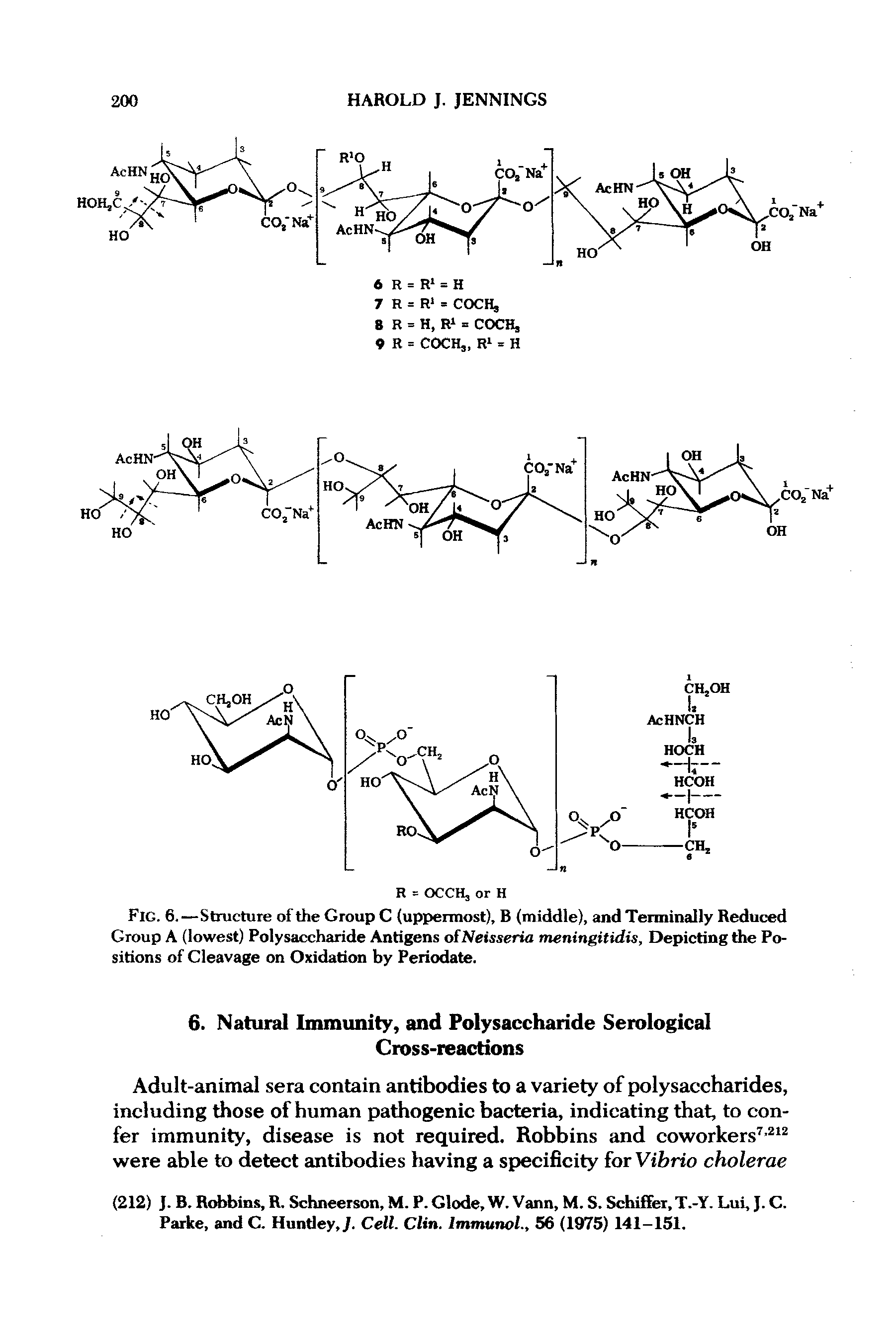 Fig. 6. —Structure of the Group C (uppermost), B (middle), and Terminally Reduced Group A (lowest) Polysaccharide Antigens of Neisseria meningitidis, Depicting the Positions of Cleavage on Oxidation by Periodate.