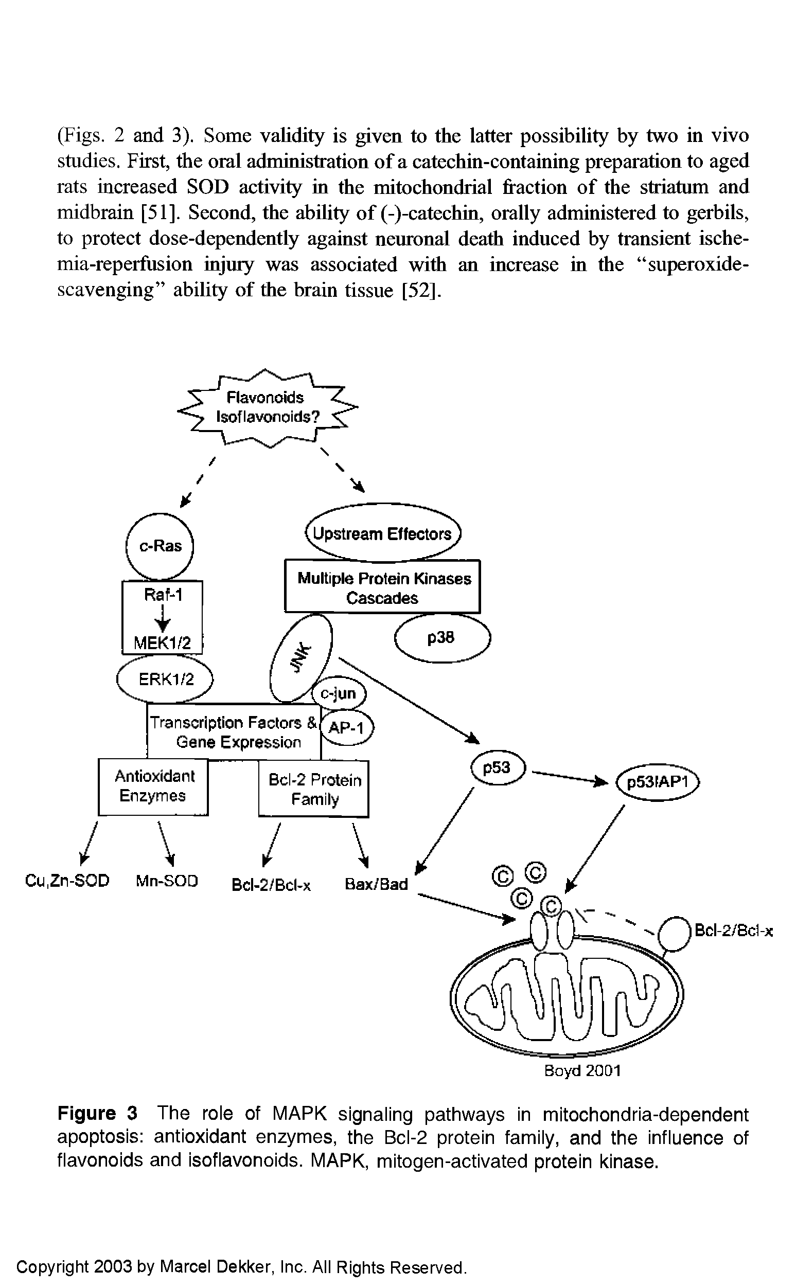 Figure 3 The role of MARK signaling pathways in mitochondria-dependent apoptosis antioxidant enzymes, the Bcl-2 protein family, and the influence of flavonoids and isoflavonoids. MARK, mitogen-activated protein kinase.